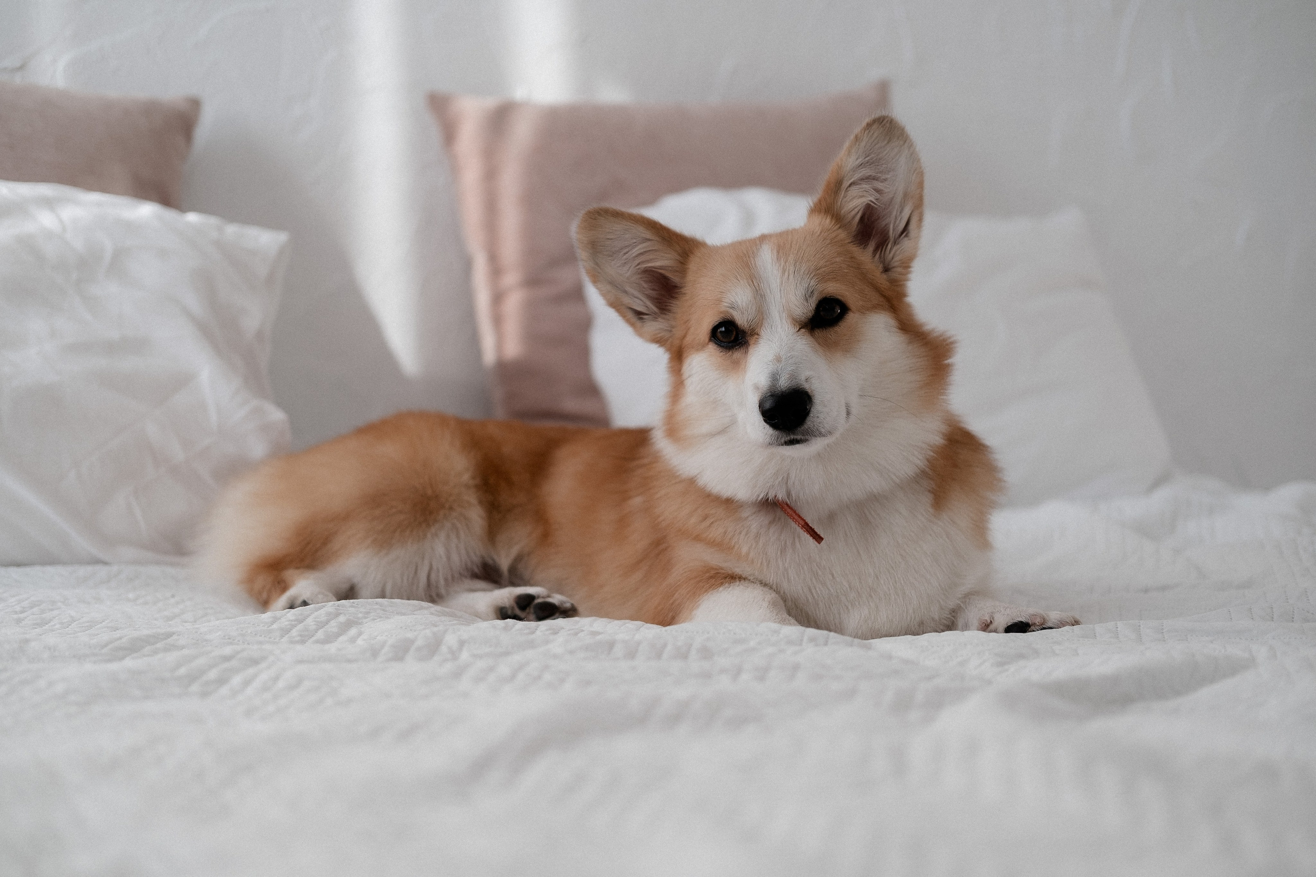 Радик. Свадебный и семейный фотограф в Казани и Зеленодольске Ланочкин Илья