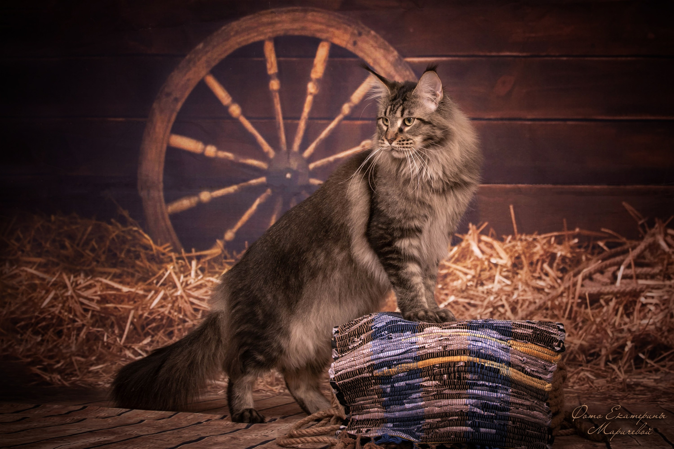 Тематические фоны с рисунком. Фотограф-анималист в Омске Екатерина Маричева