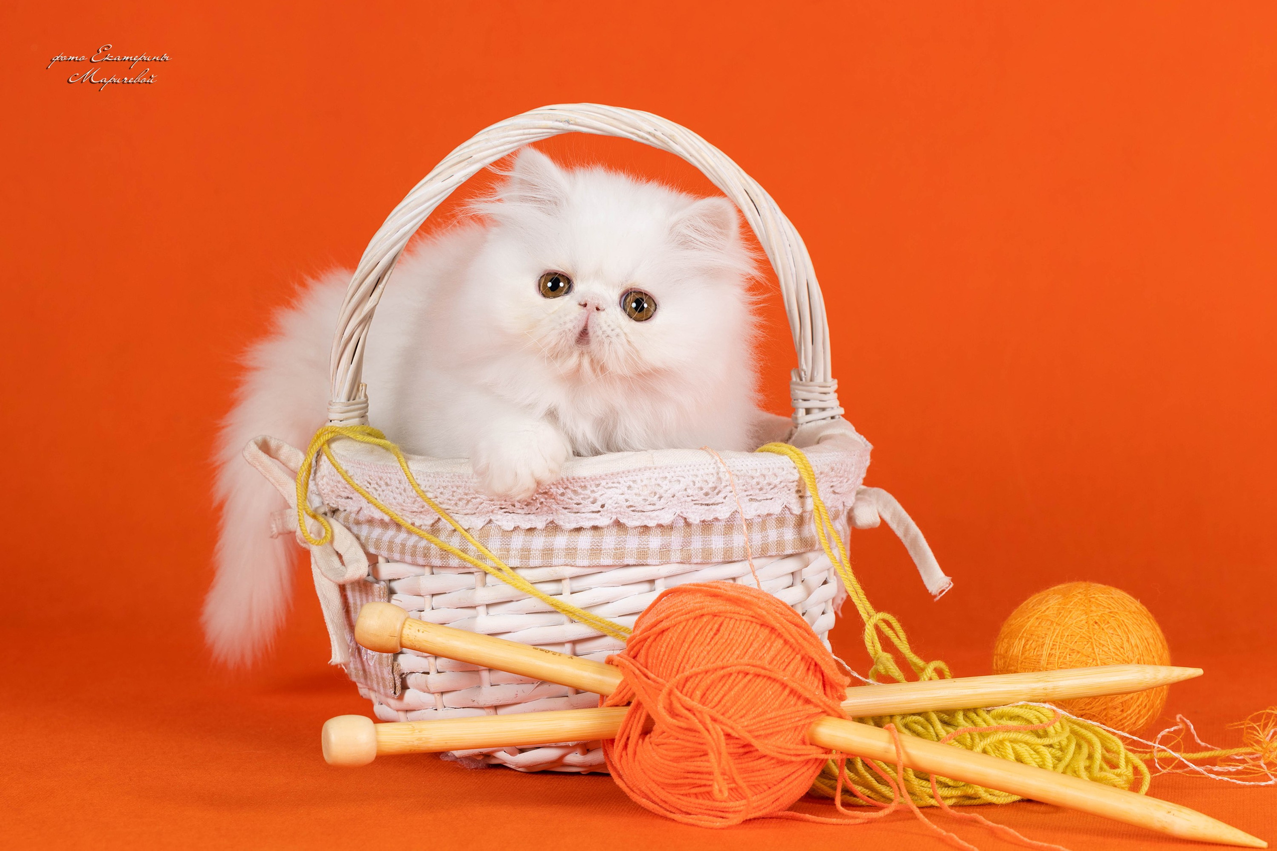 Галерея котят. Фотограф-анималист в Омске Екатерина Маричева