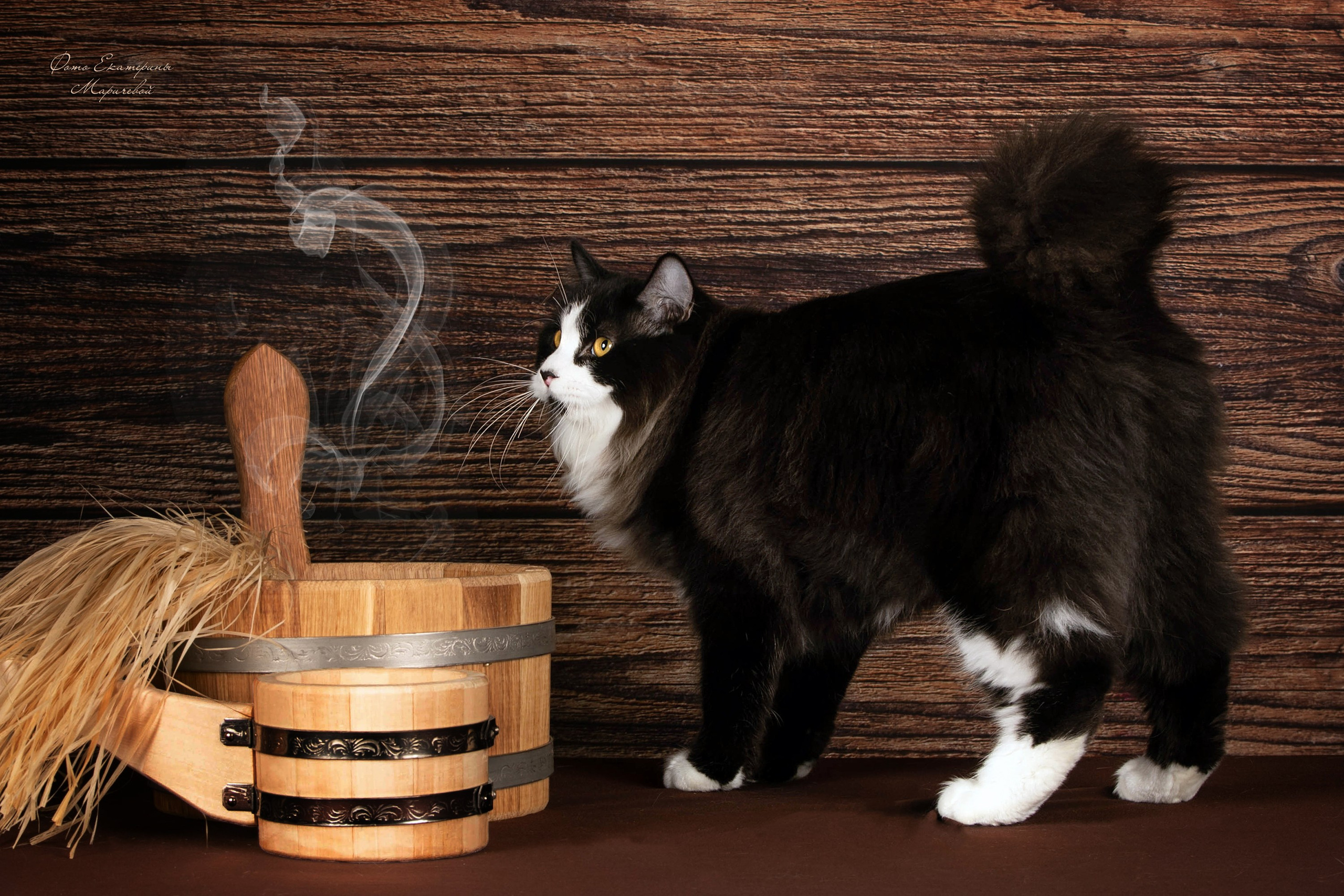 Стендовая съёмка на выставках кошек. Фотограф-анималист в Омске Екатерина Маричева