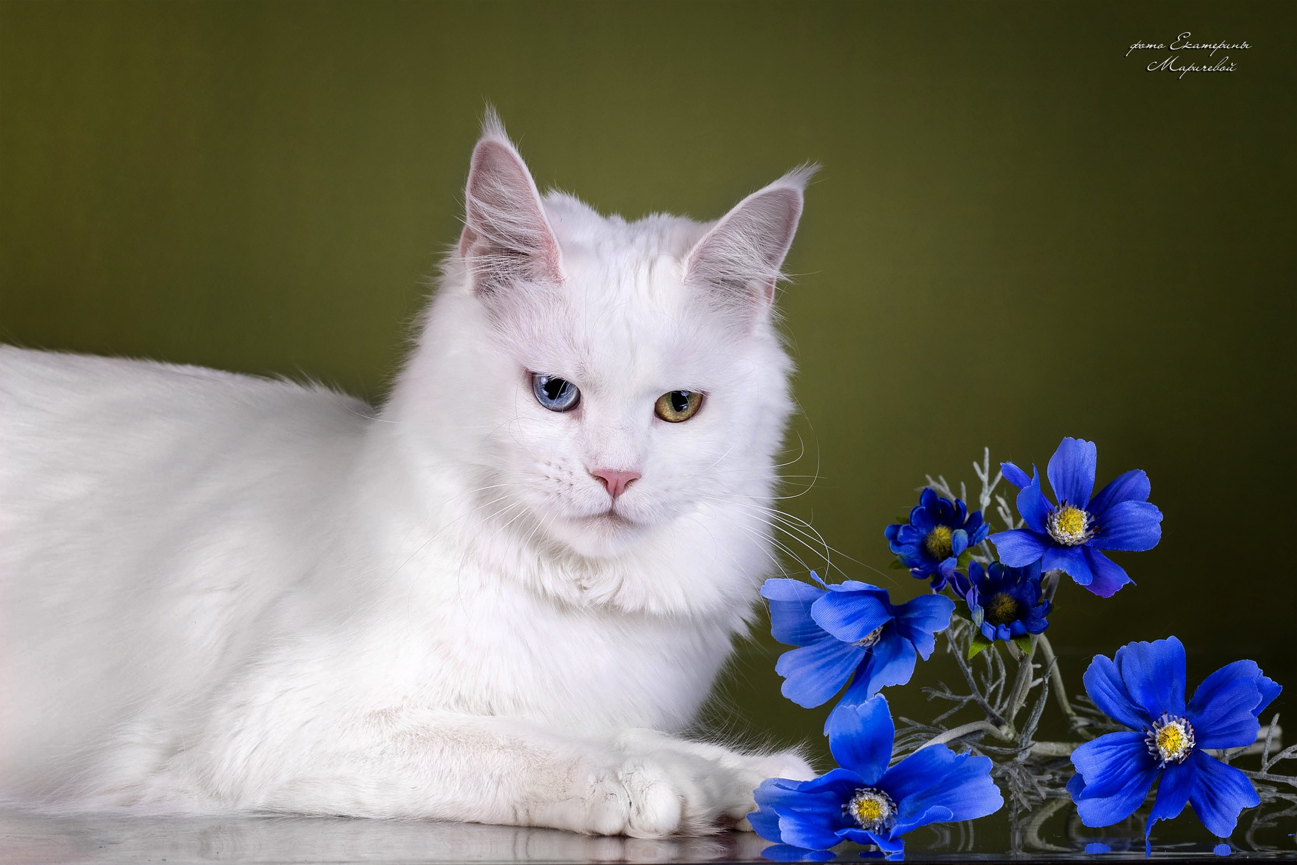 Стендовая съёмка на выставках кошек. Фотограф-анималист в Омске Екатерина Маричева