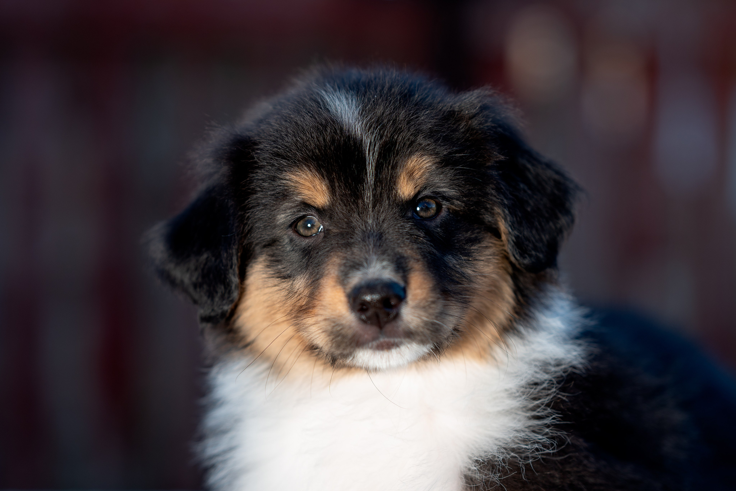 Заводчик Влада Эльман. Творческий фотограф Вологда