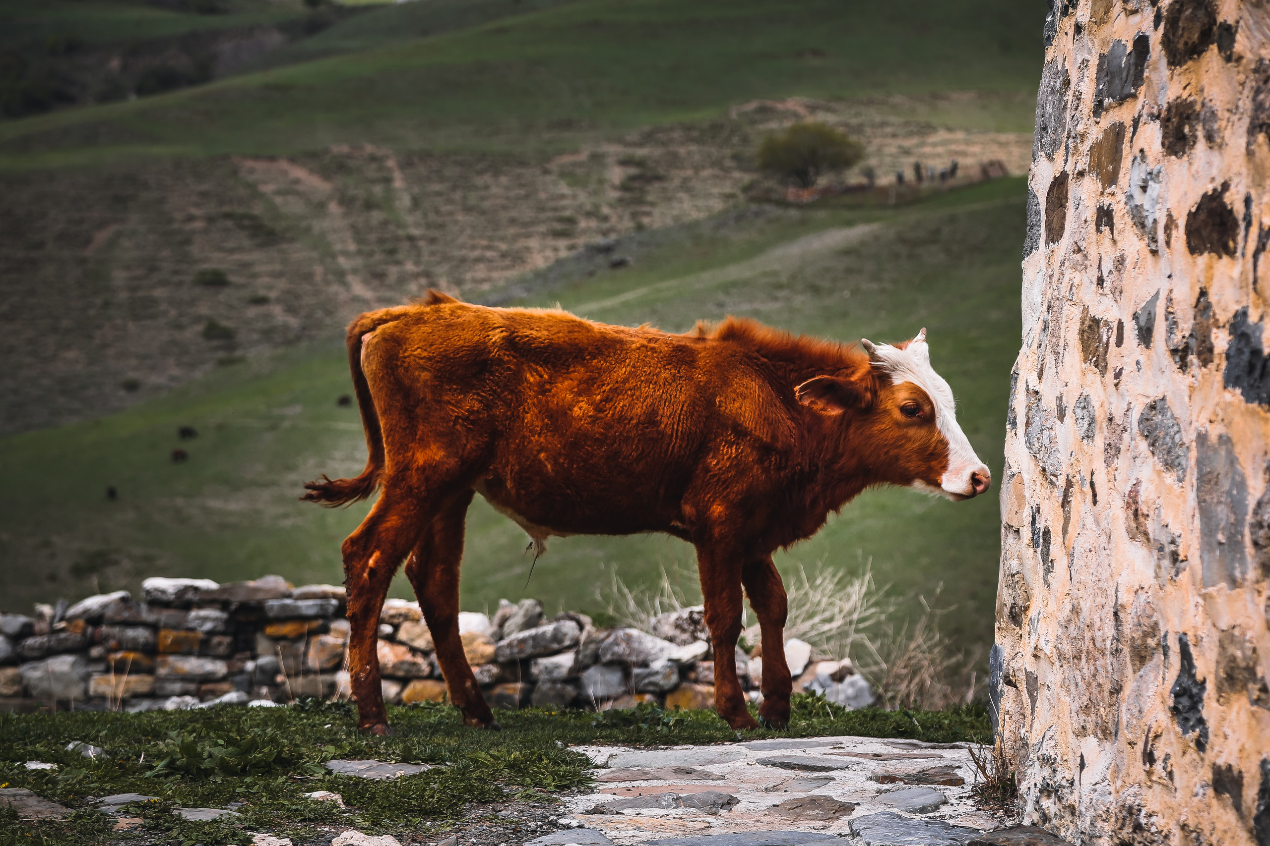 Кавказ: Ингушетия — страна башен. Дарья Письменюк / Darya Leitstern — фотограф, музыкант, журналист, путешественник