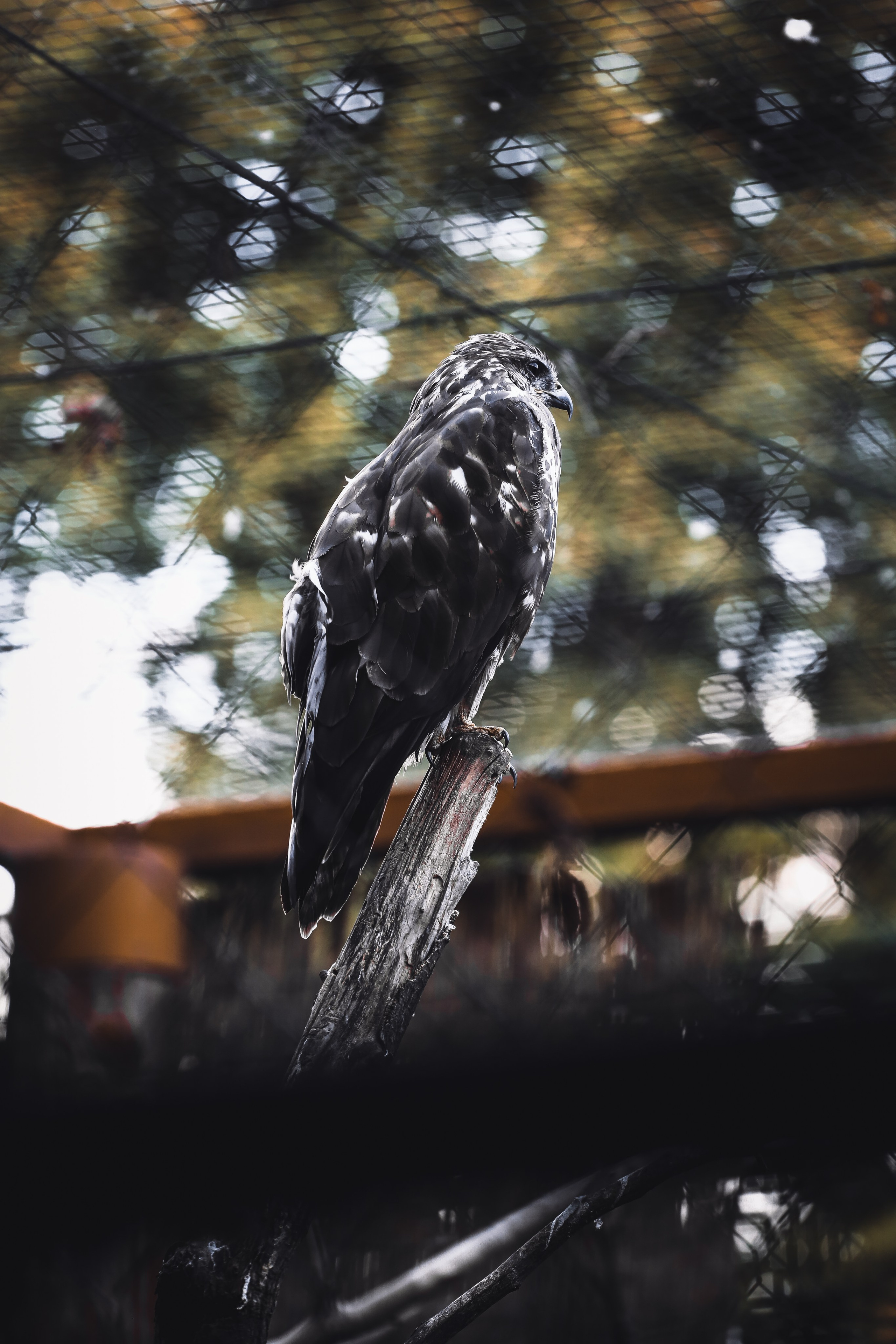 Венгрия: Будапешт. Дарья Письменюк / Darya Leitstern — фотограф, музыкант, журналист, путешественник