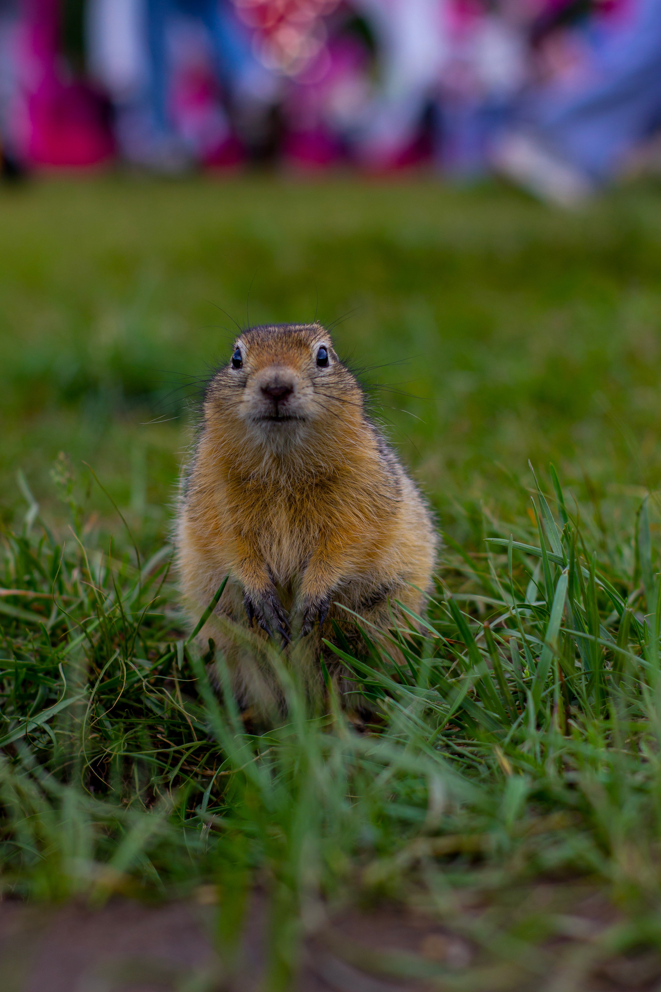VK Fest в Красноярске | 2024. Kuznetsov | Фотограф в Красноярске
