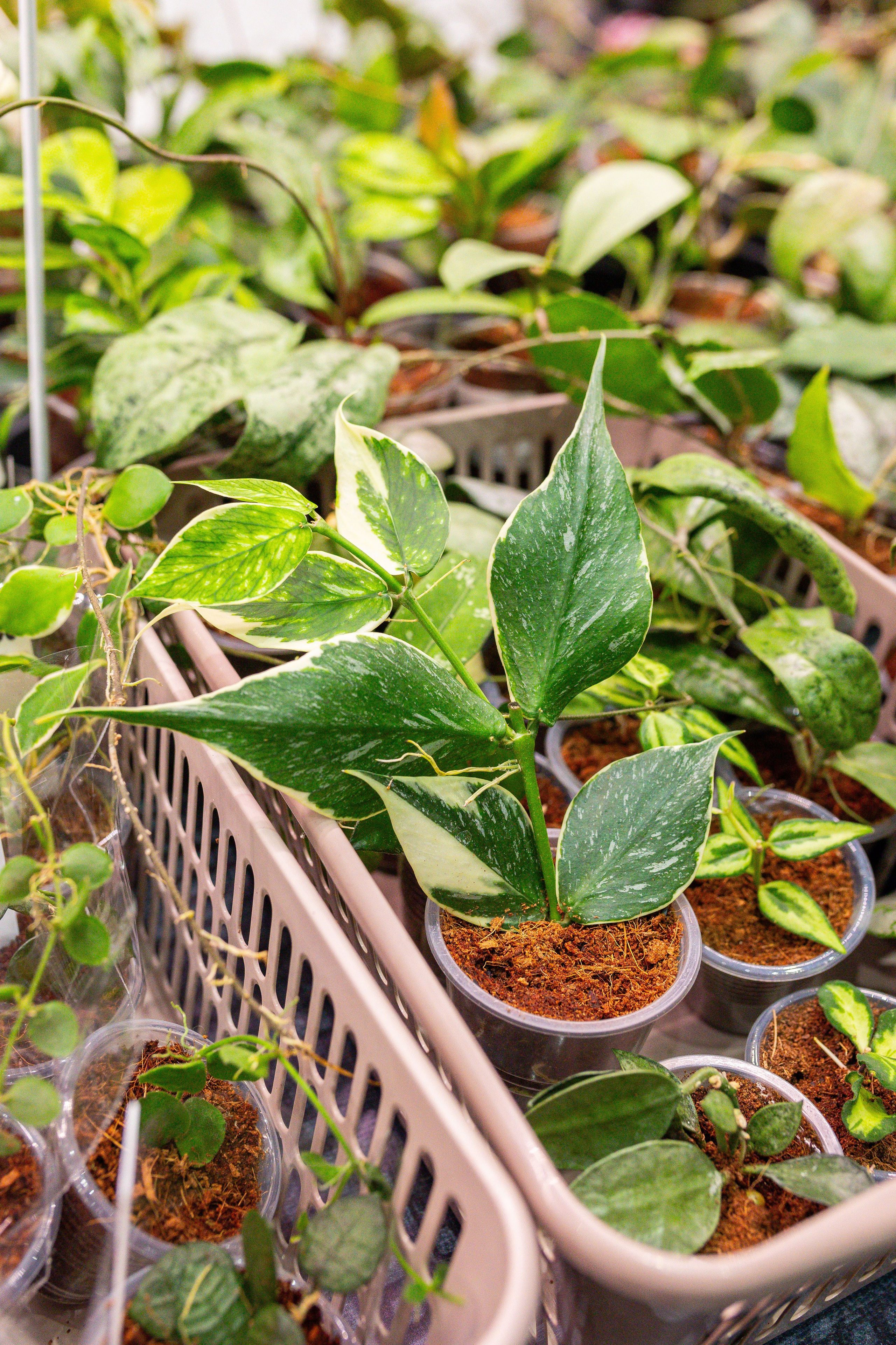 Монстериум 11–12 октября. Александра Куликова фотограф, Москва