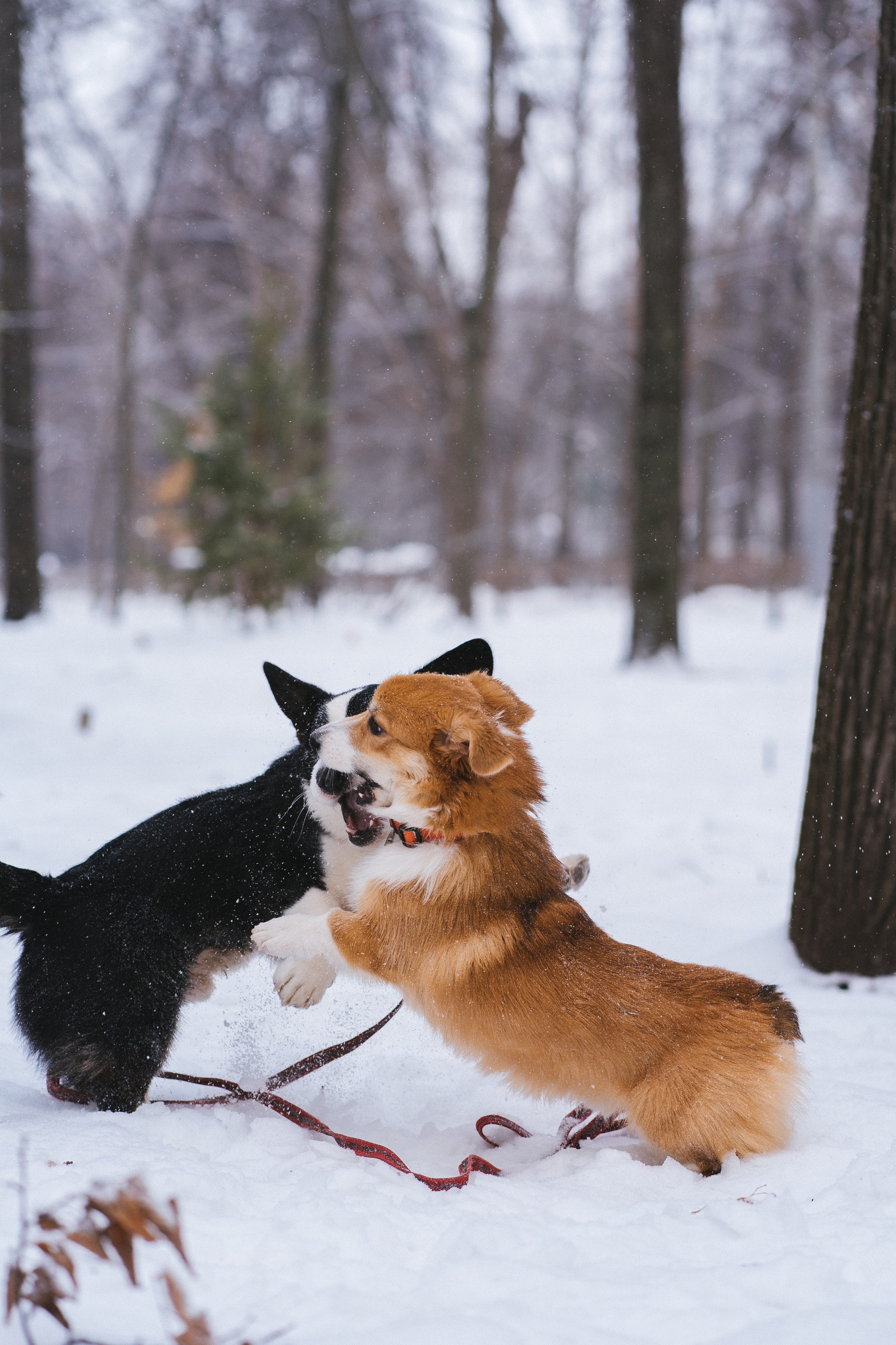 Агата и Лайк. Свадебный фотограф в Москве Анна Полушина
