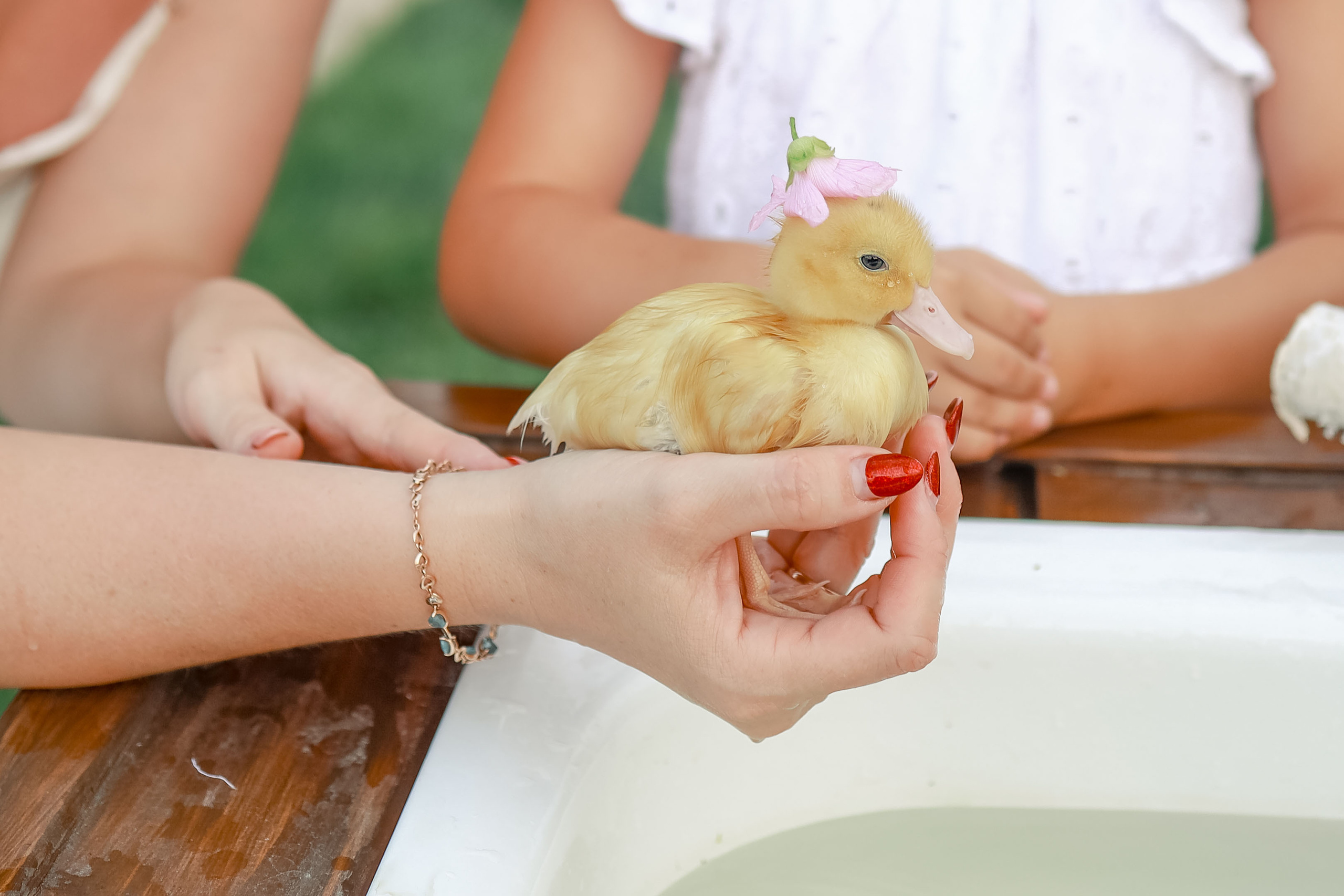 Съемка с гусятами, кроликом. Иванова Ирина Свадебный и семейный фотограф г. Уфа