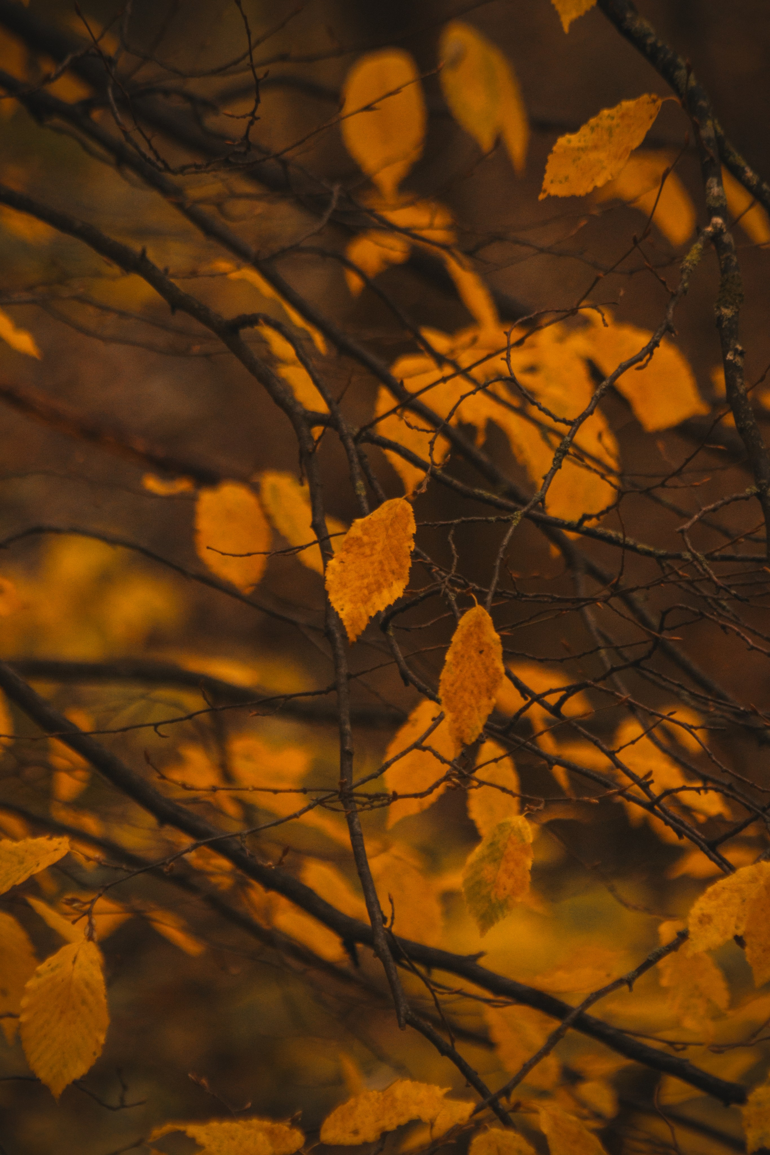 Ж Е Л Т Ы Й. — Digital Noise —