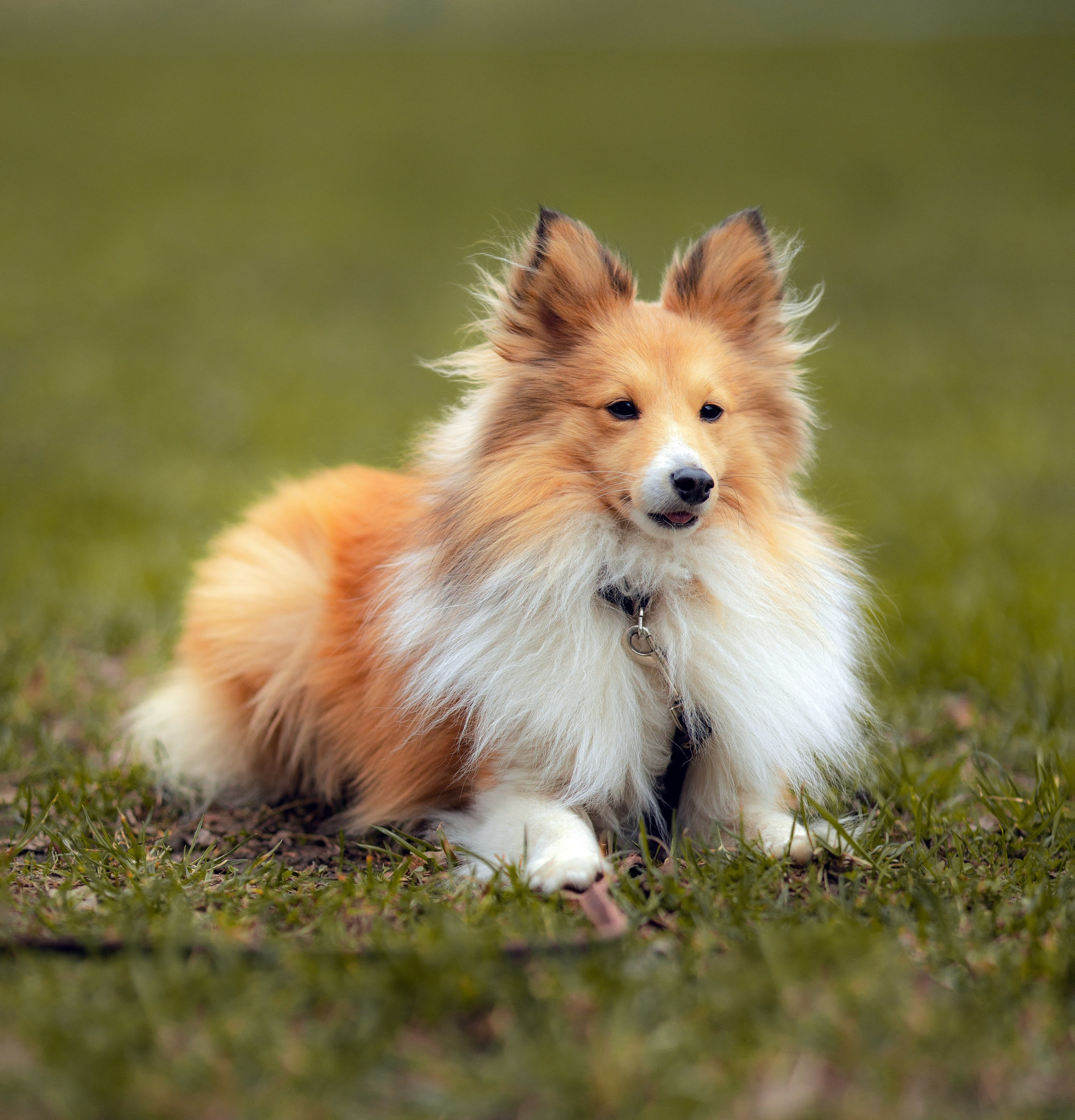 Шелти Встреча. Художник и Фотограф Тимохина Юлия