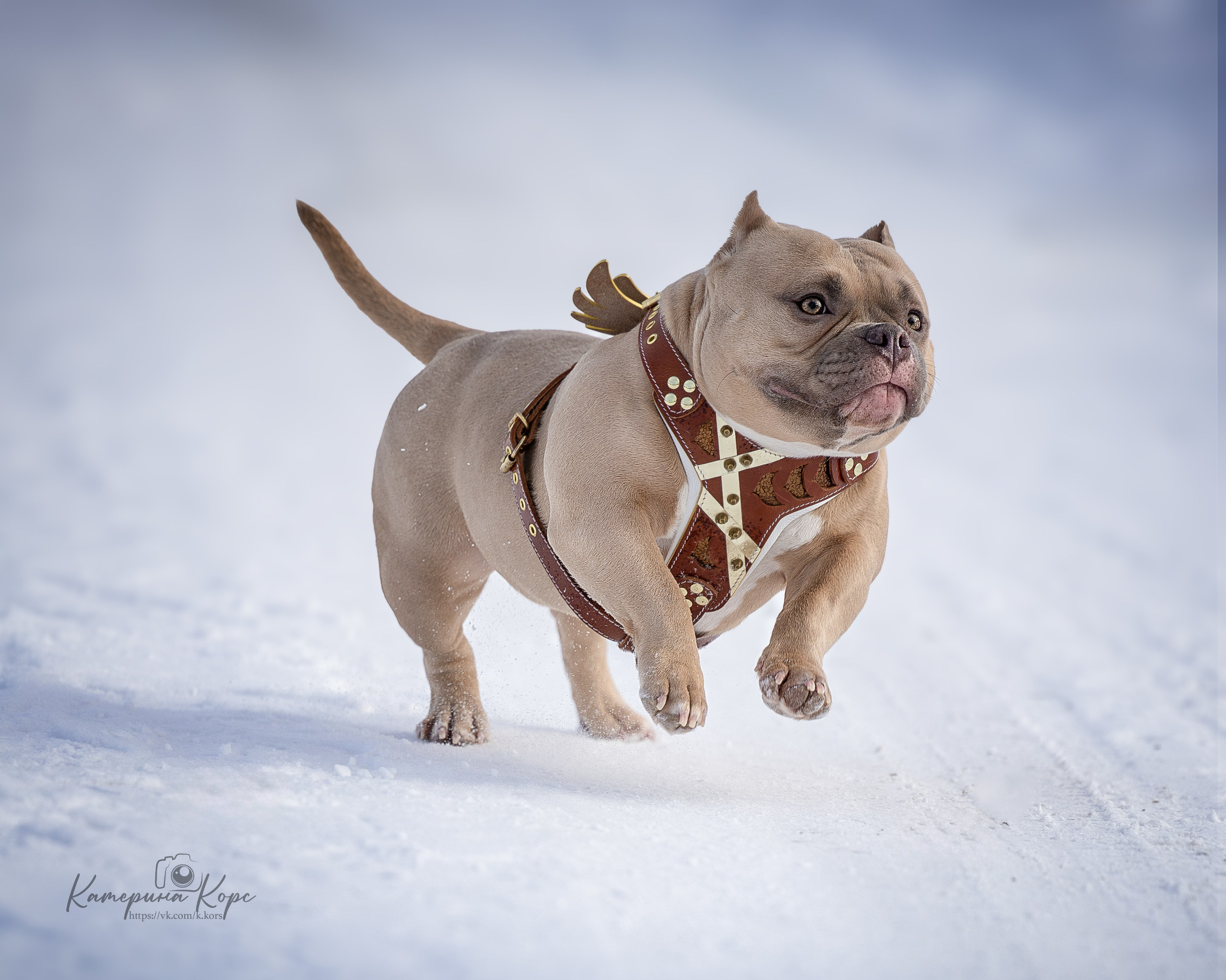 Микро булли Амина. Главная