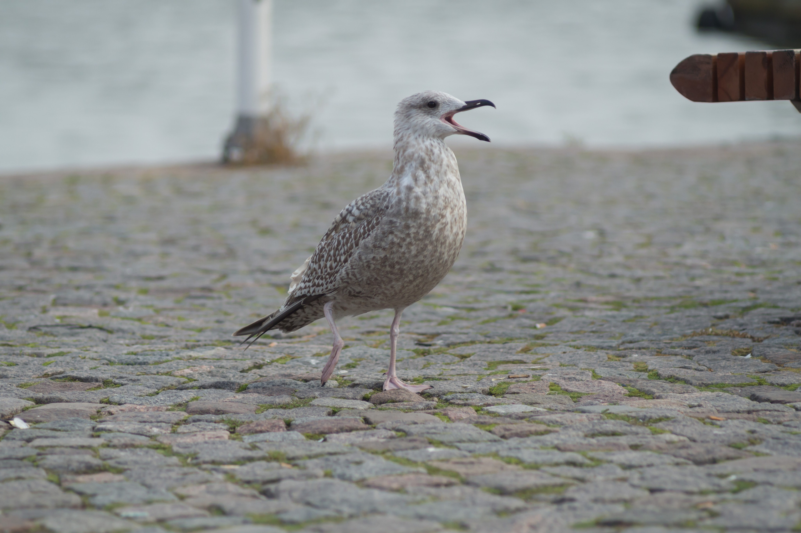 Городские зарисовки. Vadzim Sych. Phptographer