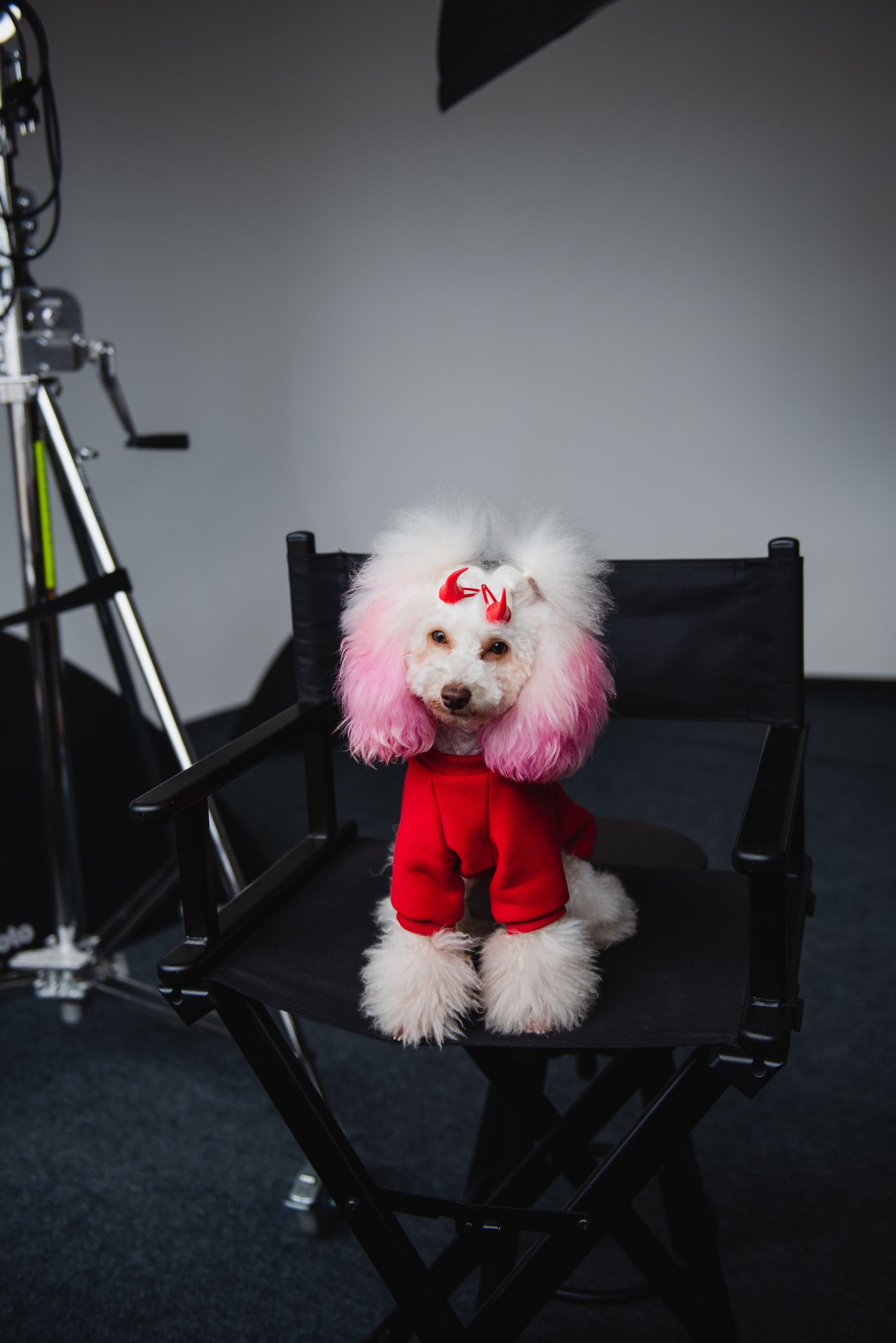 Pets. Фотограф в Москве Daria Lens