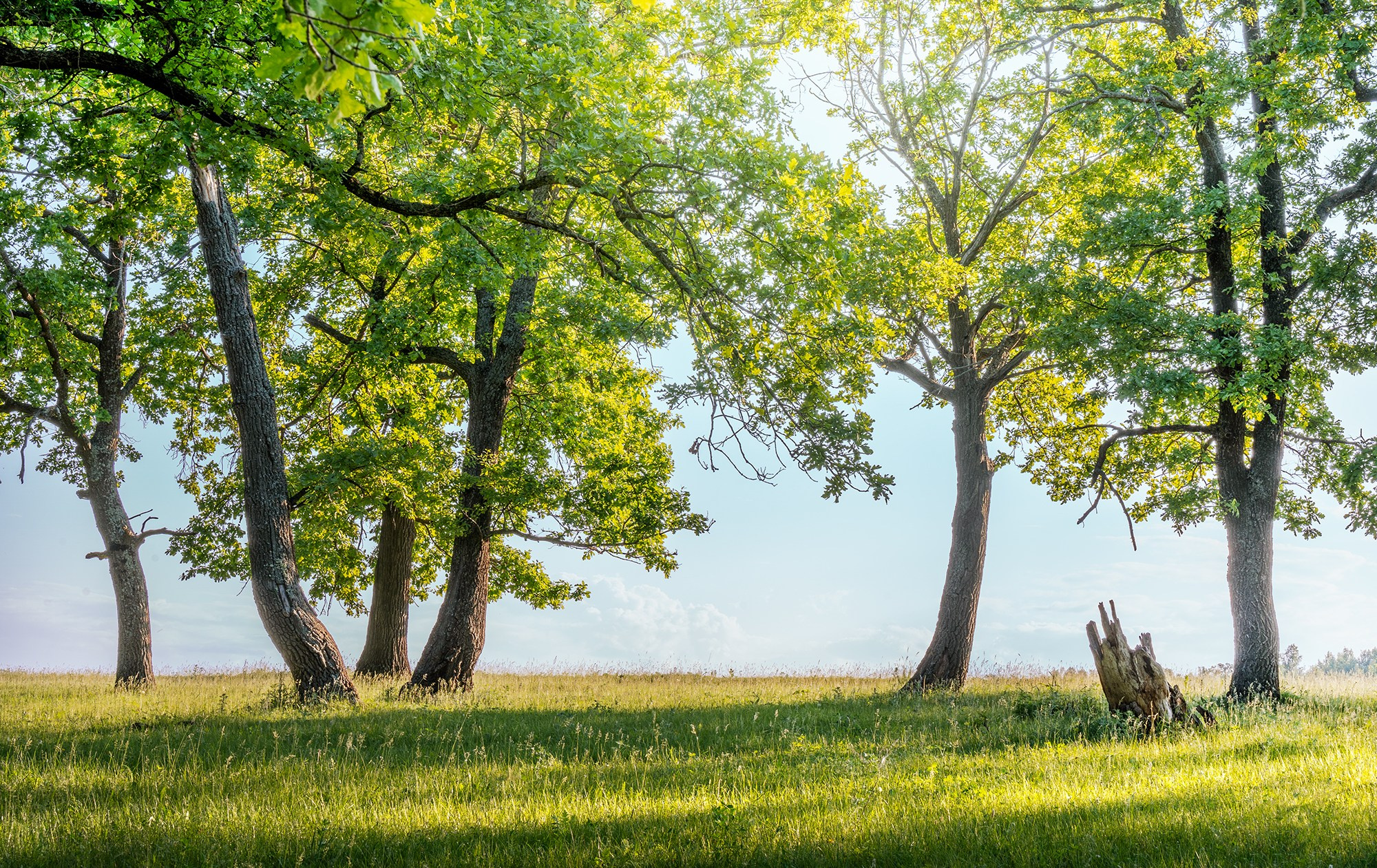 Лето, лес, деревья…. Пейзажный фотограф Руслан Лукманов