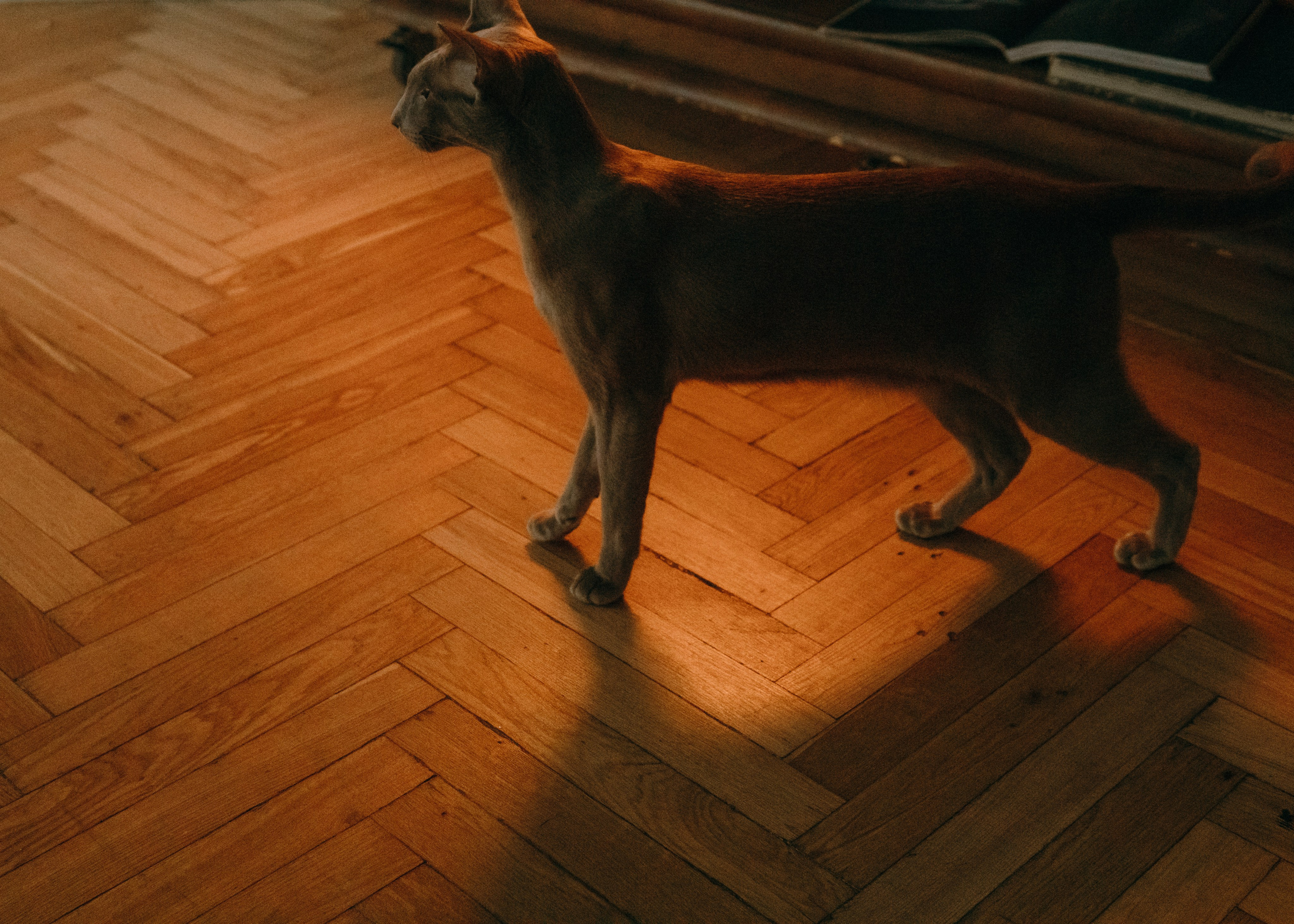 Амина, Булат и Орион. Фотограф-анималист Ксения Воробьева, Москва