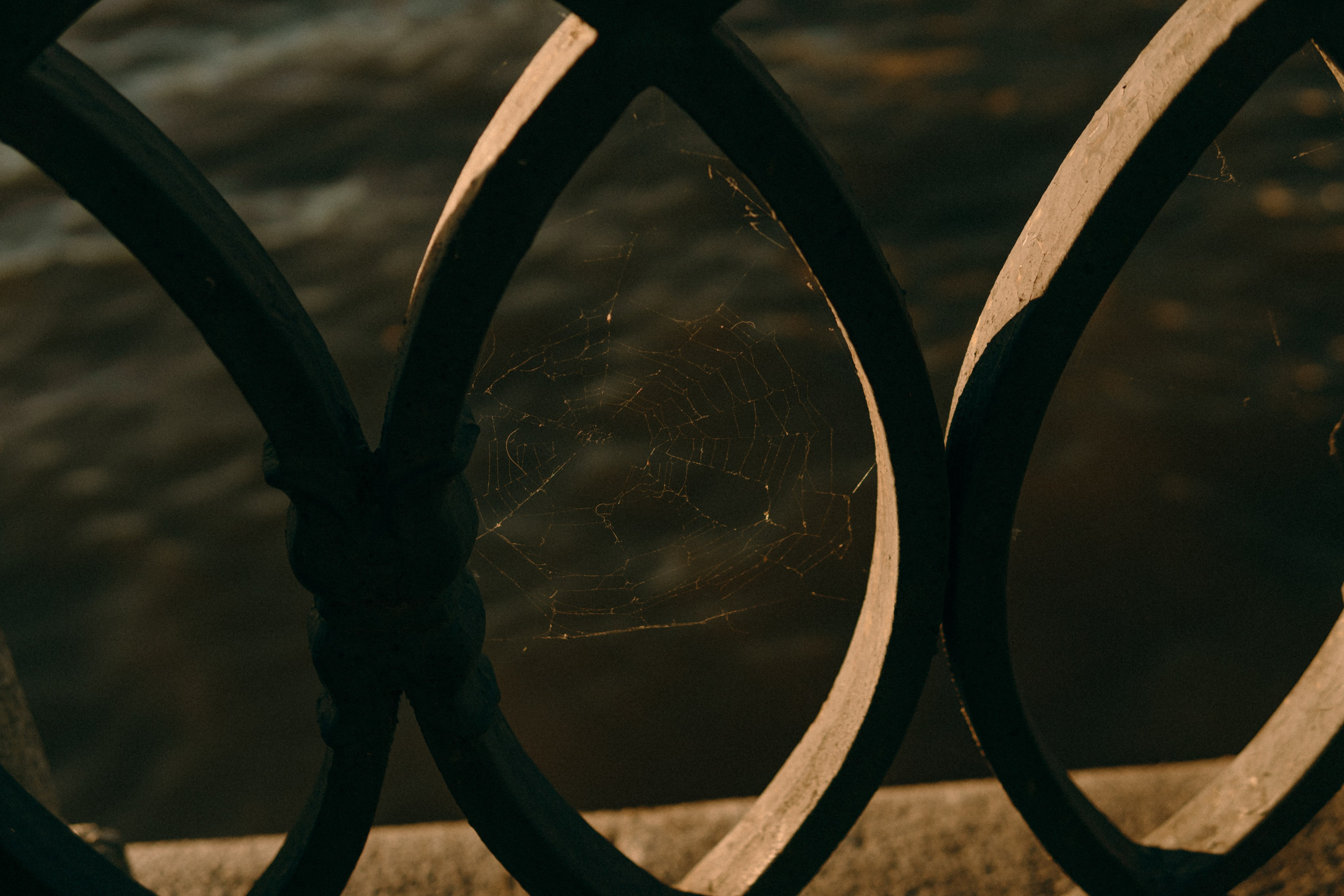 Маша и Мирра. Фотограф-анималист Ксения Воробьева, Москва