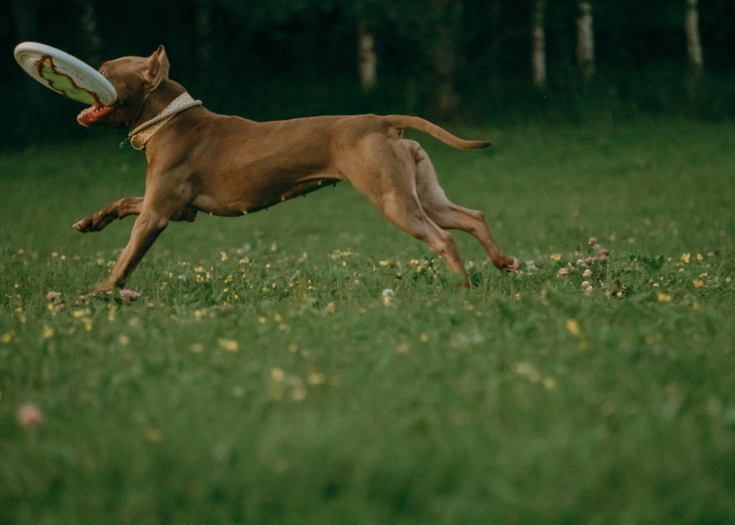 Виолетта, Лила и Питер. Фотограф-анималист Ксения Воробьева, Москва