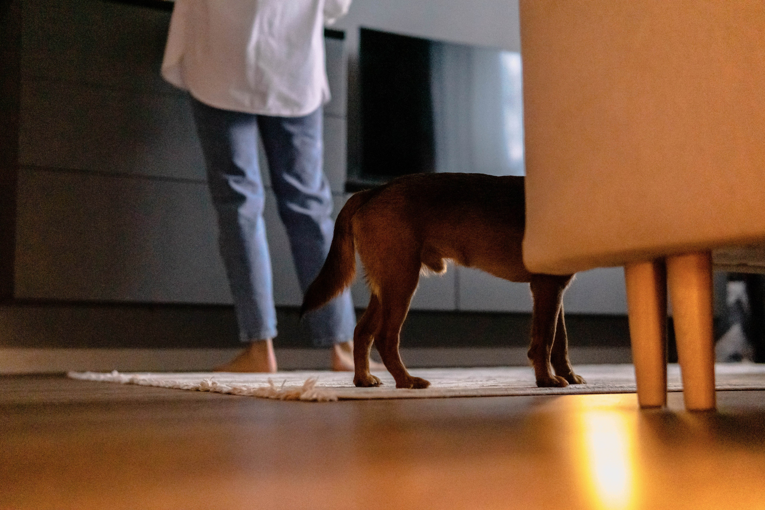 Надя и Ефим. Фотограф-анималист Ксения Воробьева, Москва