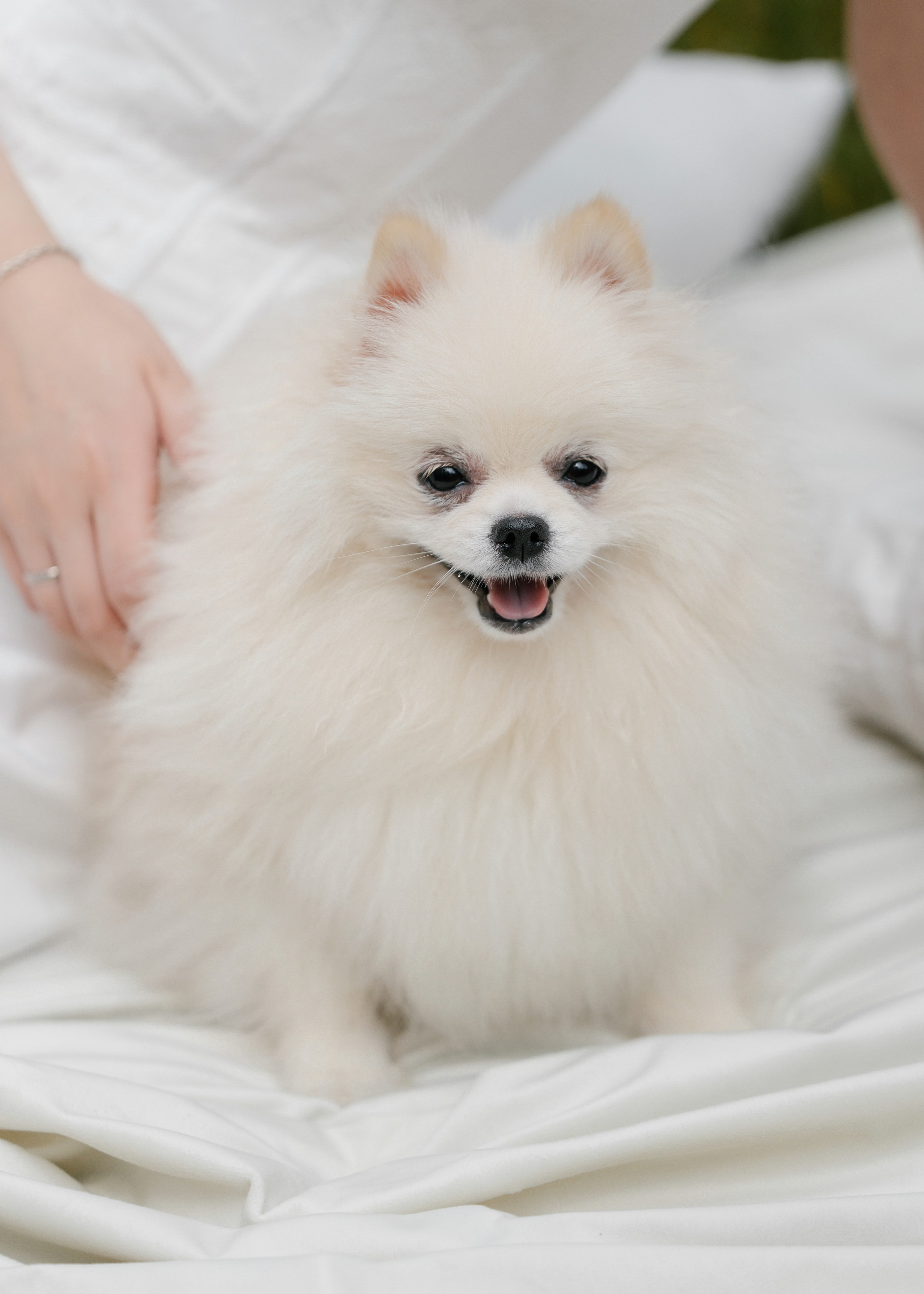Антон и Алена. Свадебный фотограф в Калининграде Ольга Пасечник