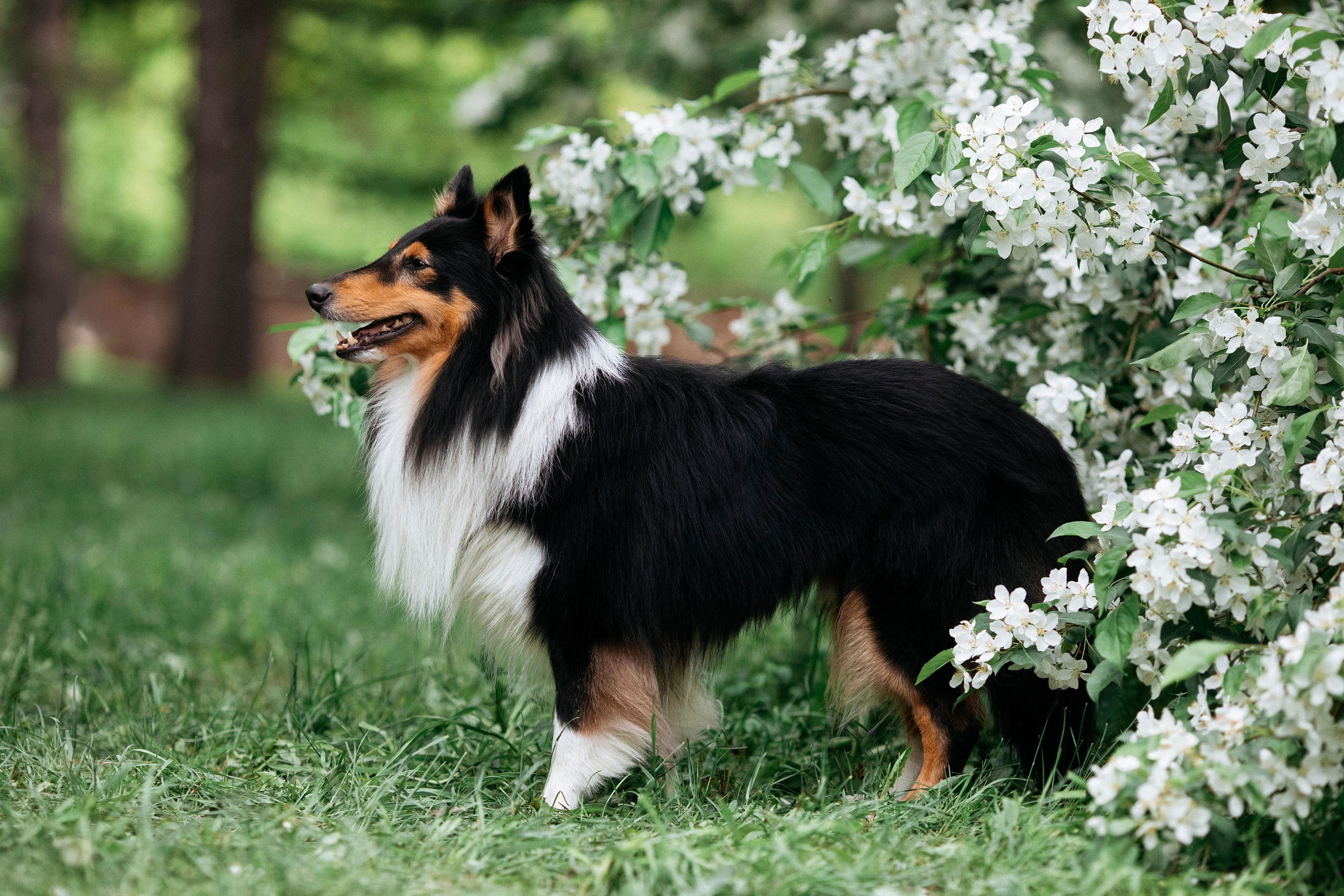 Съемка животных. Конный фотограф в Челябинске Стромова Ольга