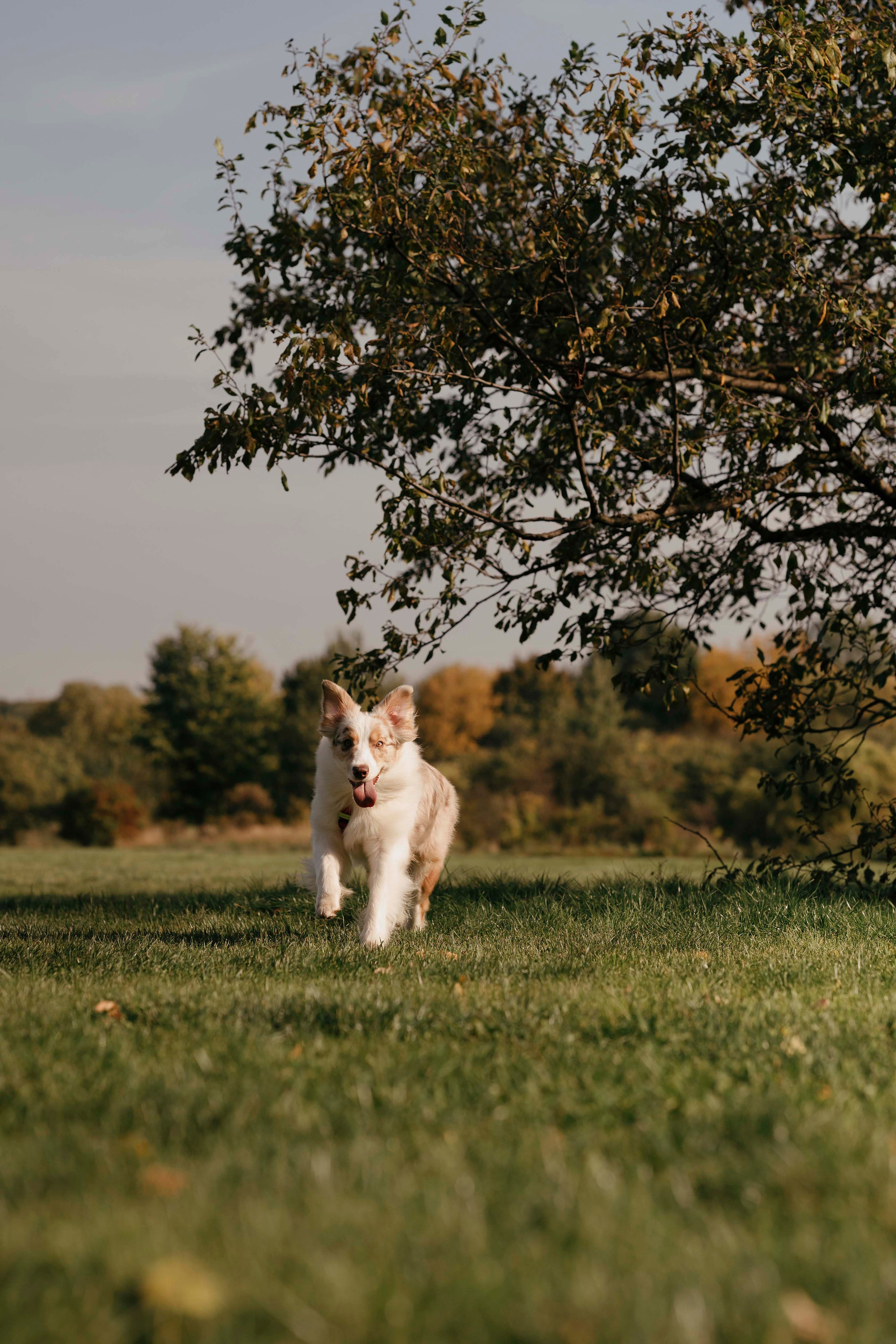 Дженни. Фотограф- анималист Александра Матвеева