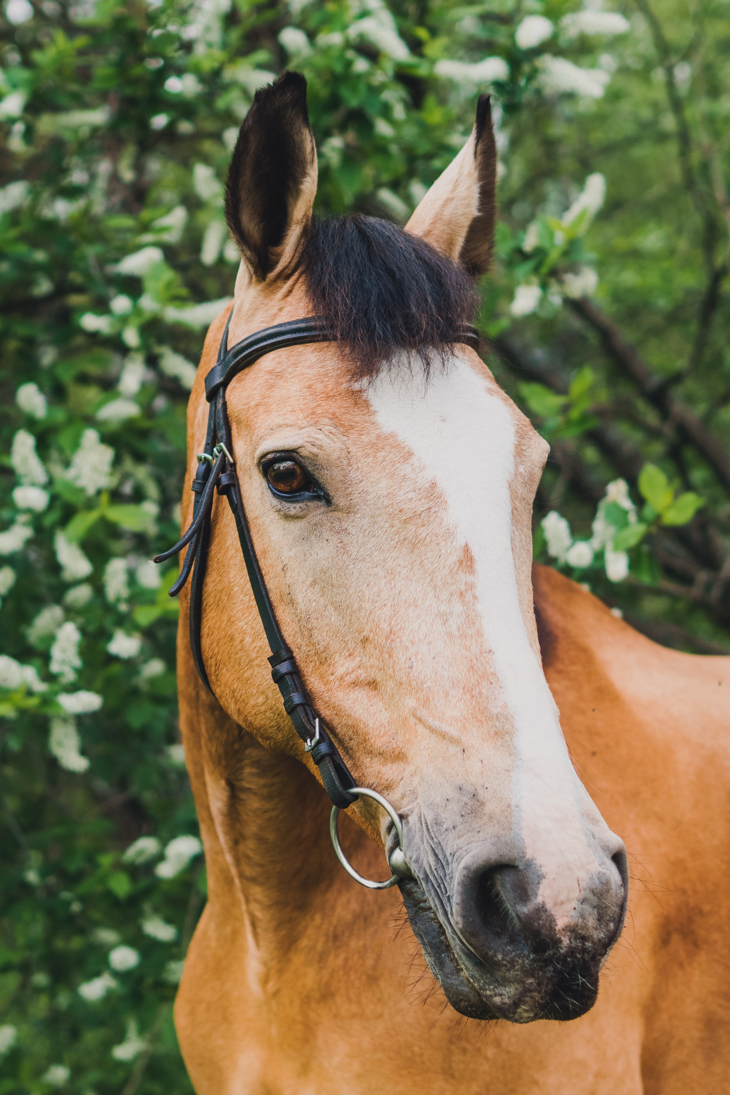 Life with horse. Saamill