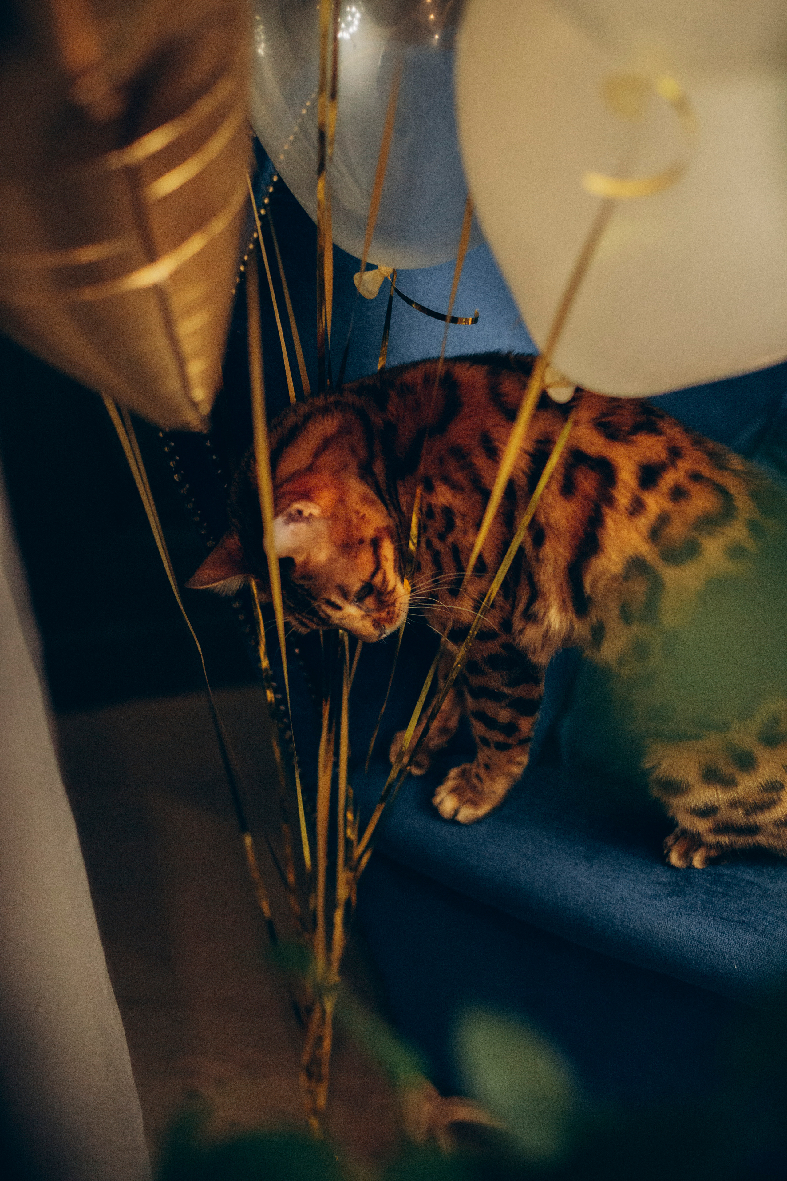 Мероприятия. Портретный фотограф в Москве