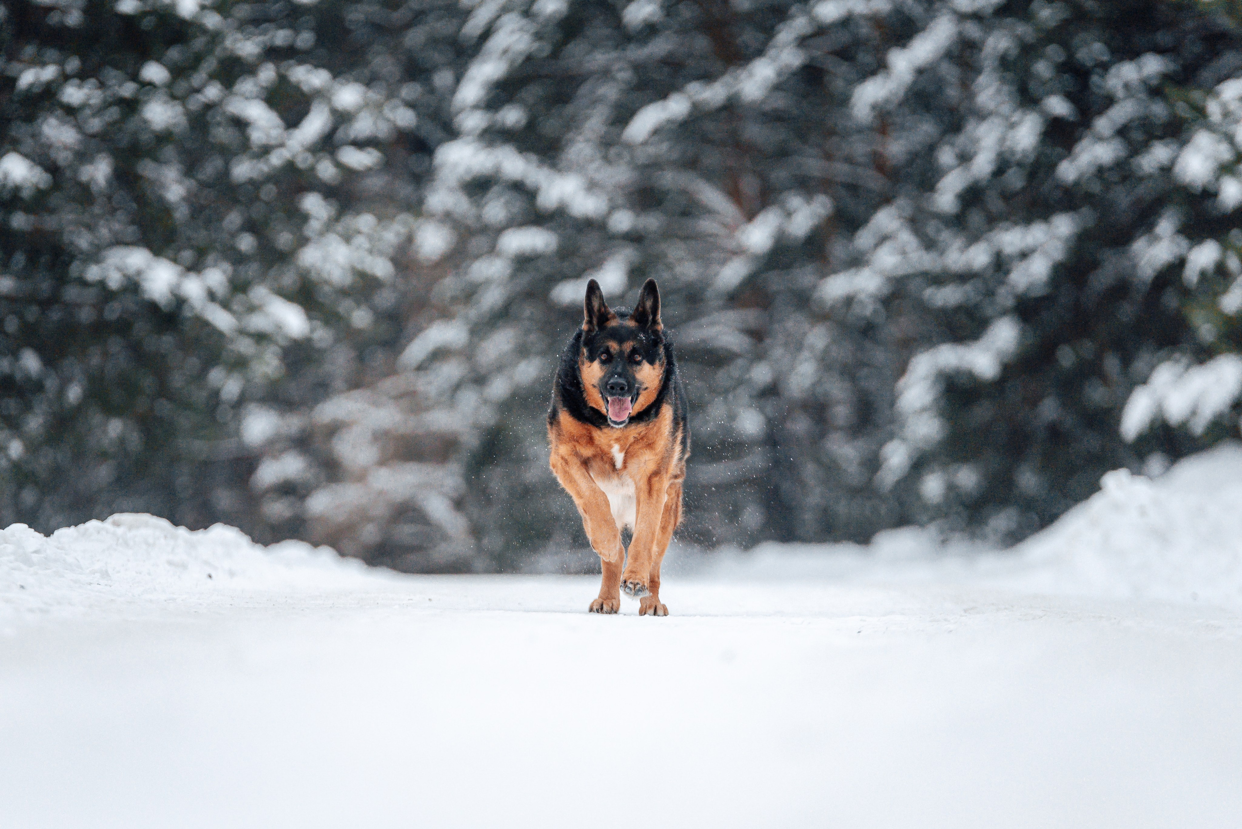Светлана, Альфа и кошки ✨. Фотограф-анималист Анастасия Парфенова|Екатеринбург