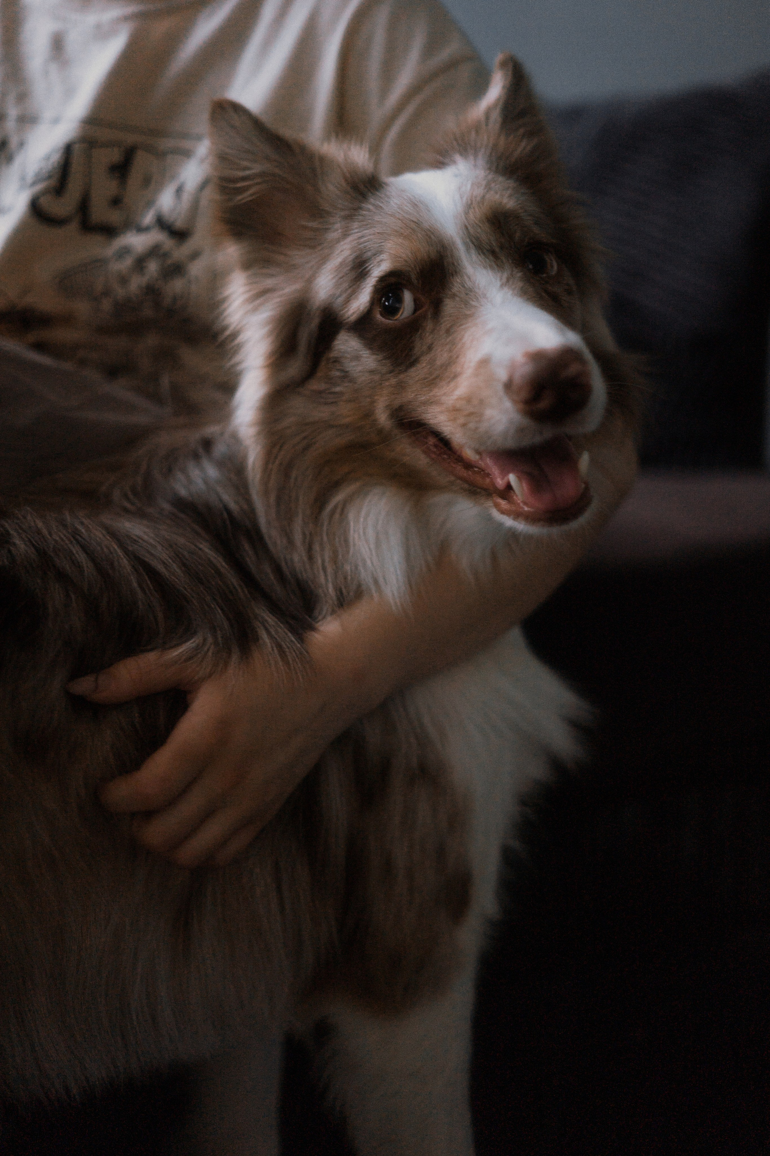 Аня, Дэймон и Грэй. Фотограф-анималист Богданова Полина