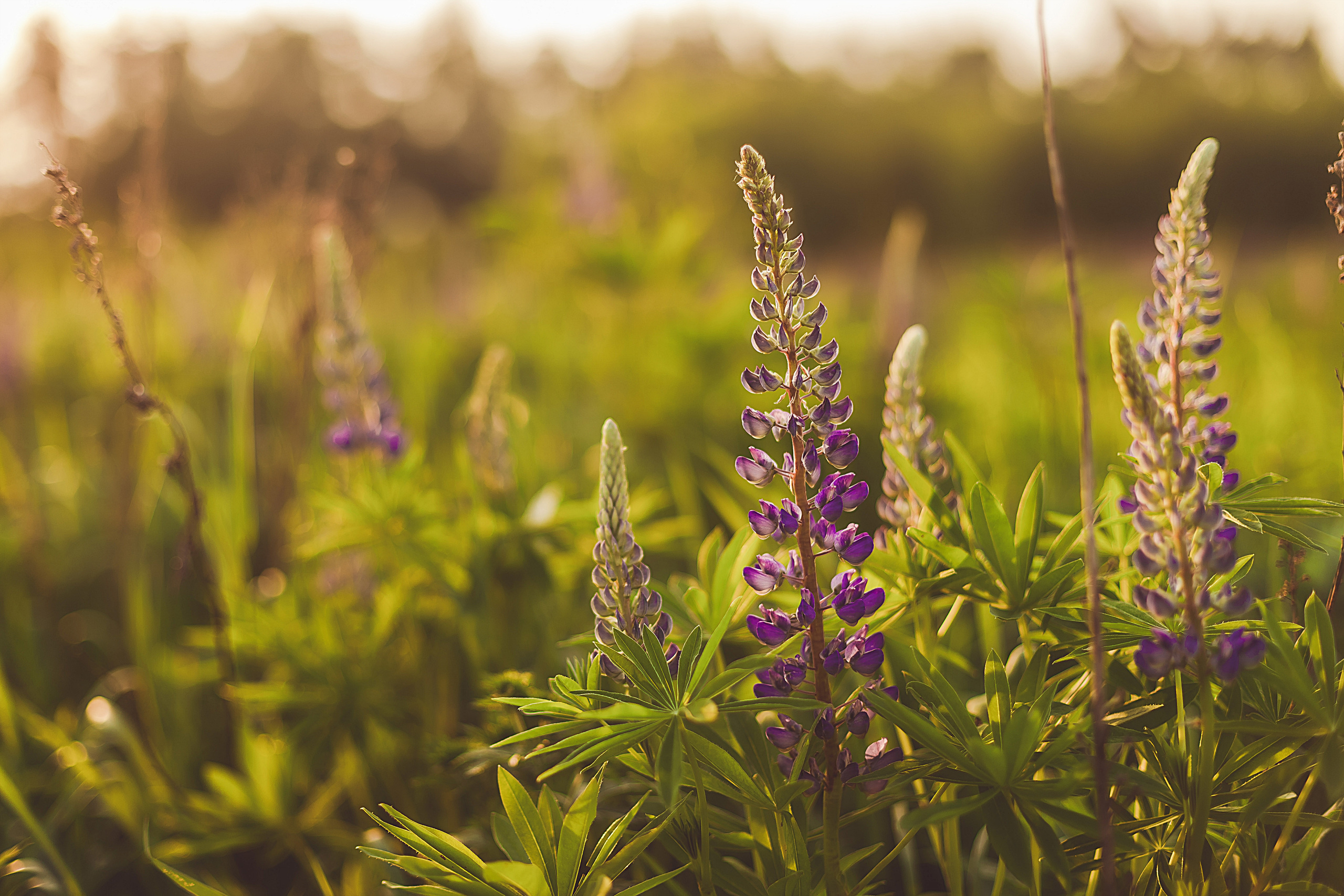 Семейная фотосессия в поле. Свадебный фотограф в Москве
