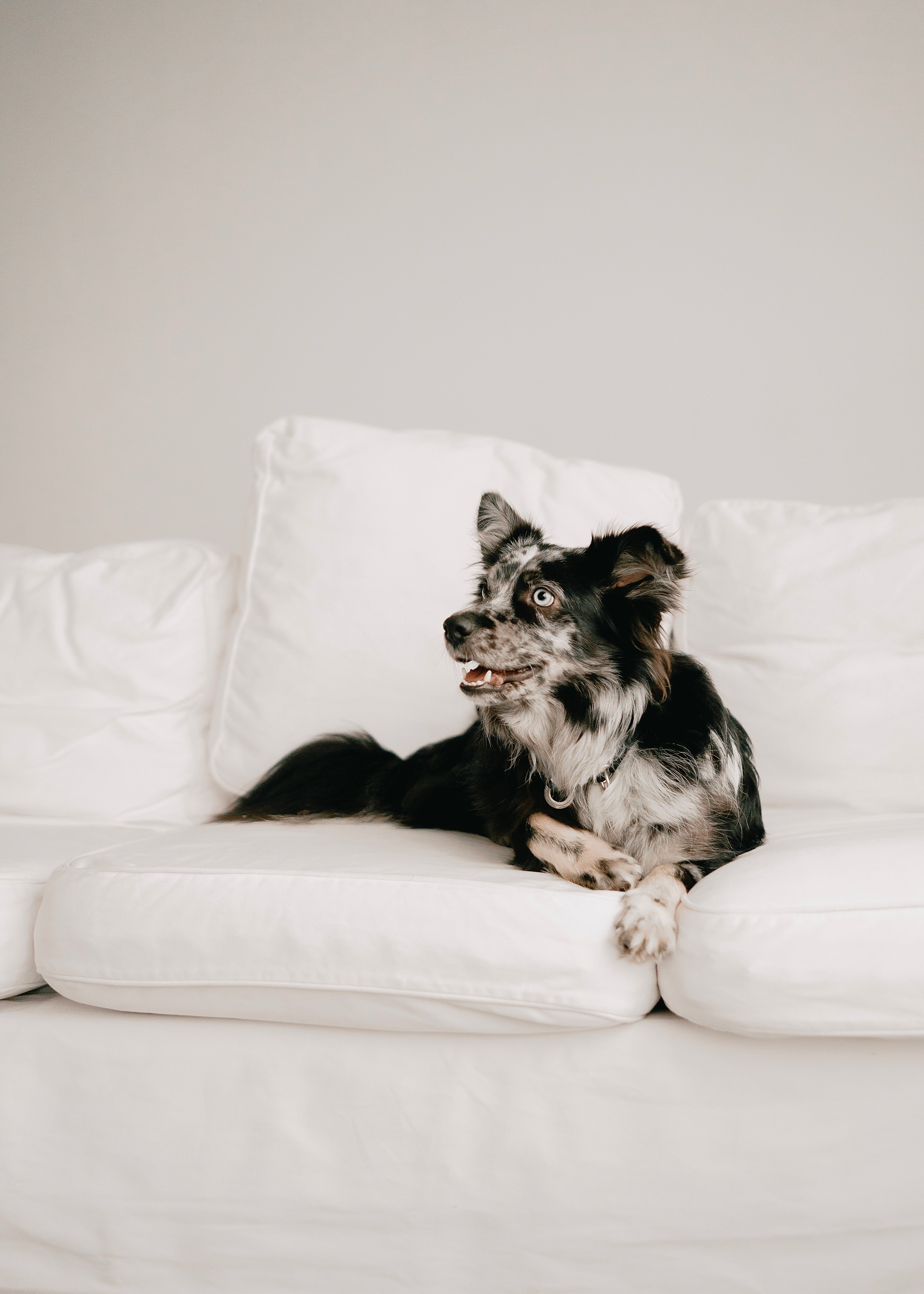 Бублик. Фотограф- анималист Александра Матвеева