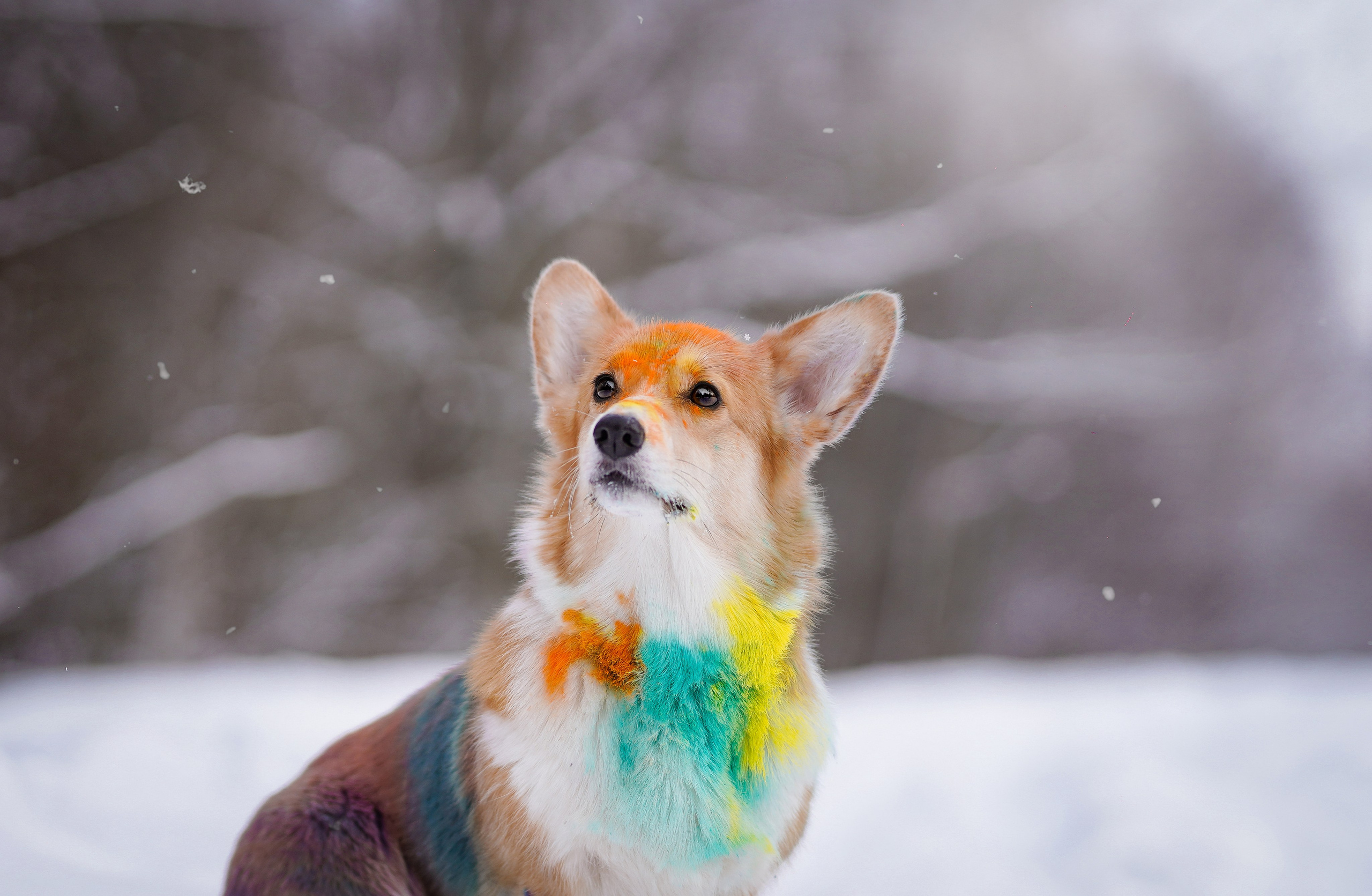 Кристина и Лаки. Фотограф-анималист в Санкт-Петербурге Яна Мартынова