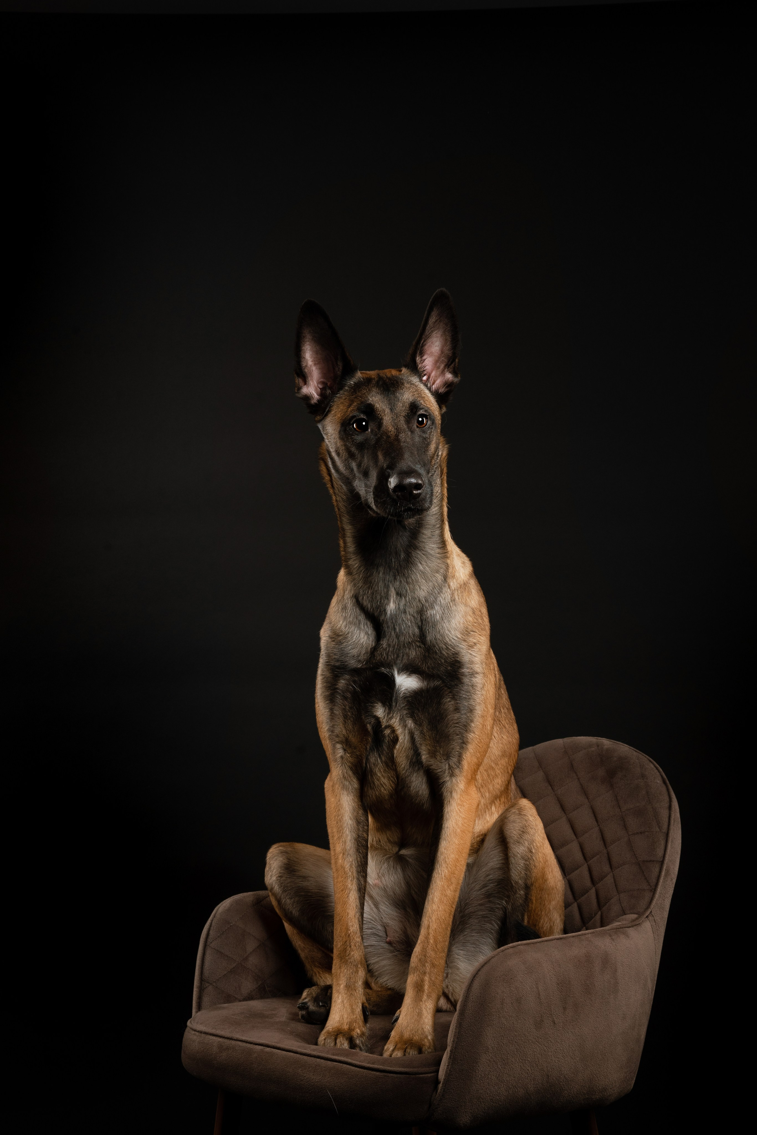 Малины. Фотограф-анималист в Санкт-Петербурге Яна Мартынова