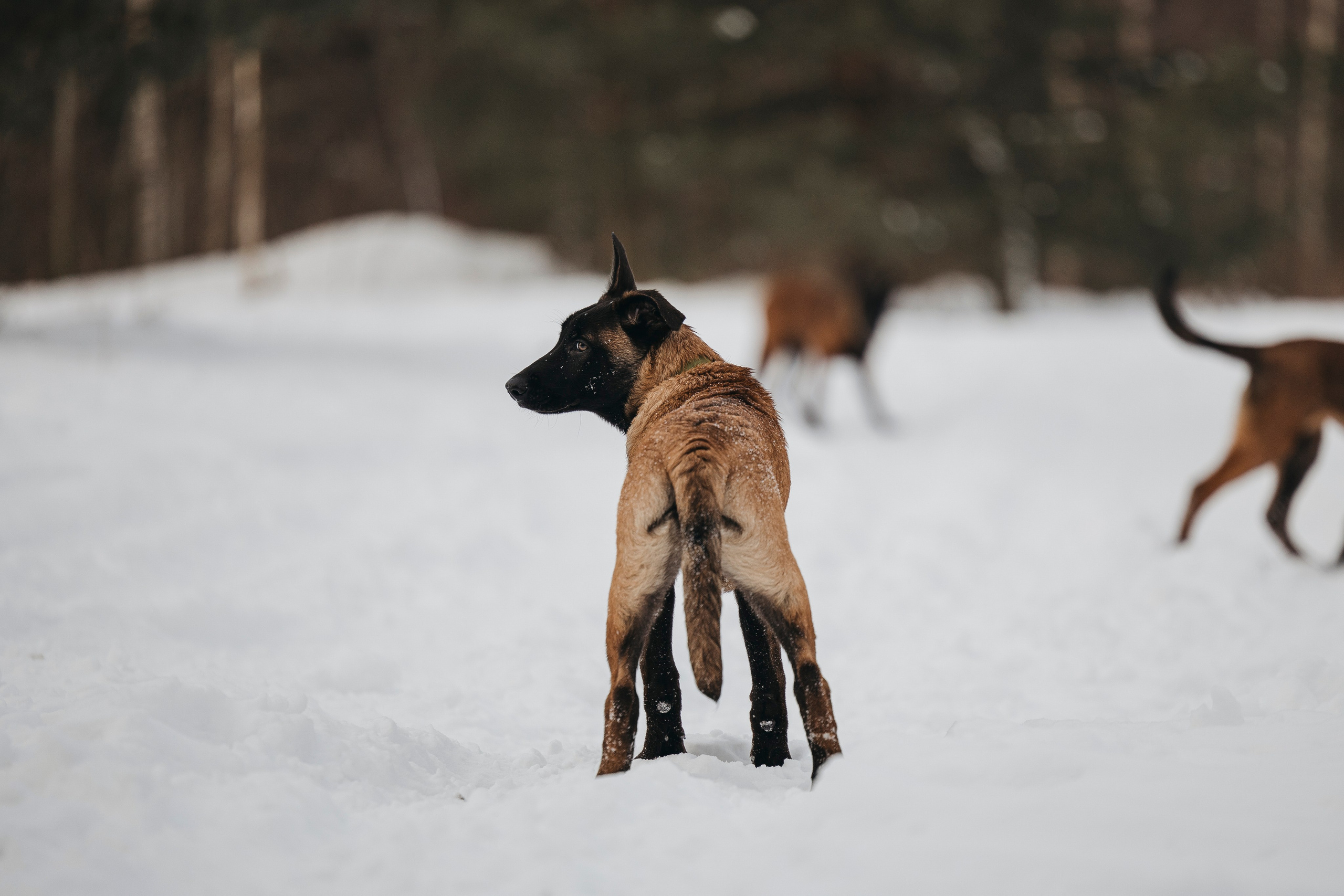 Даша, Омен, Айс и Рицу. Фотограф-анималист Анна Маринич