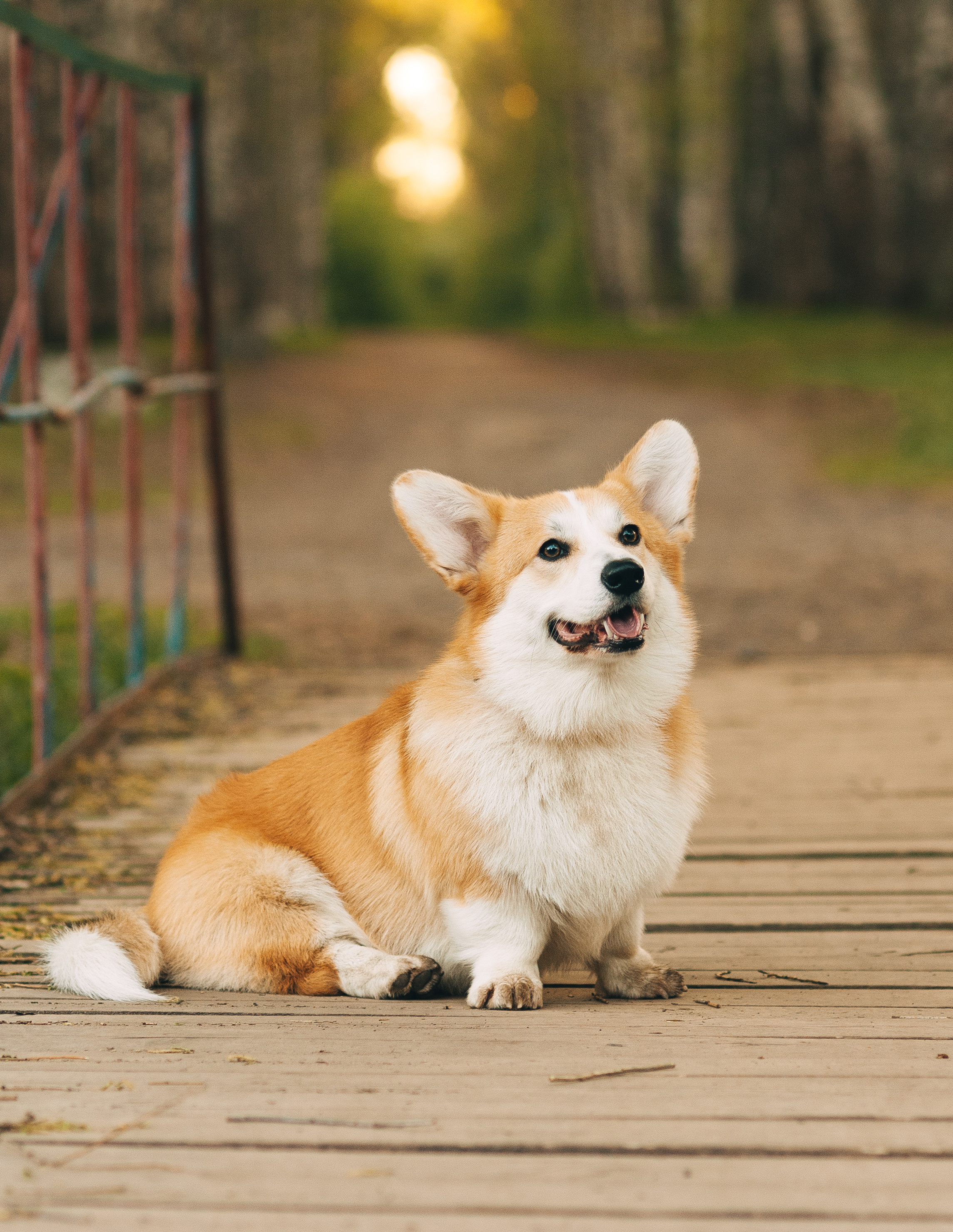 Прогулочная съёмка для Елены и Барни. Свадебный и семейный фотограф г. Ярославль Савинская Анастасия