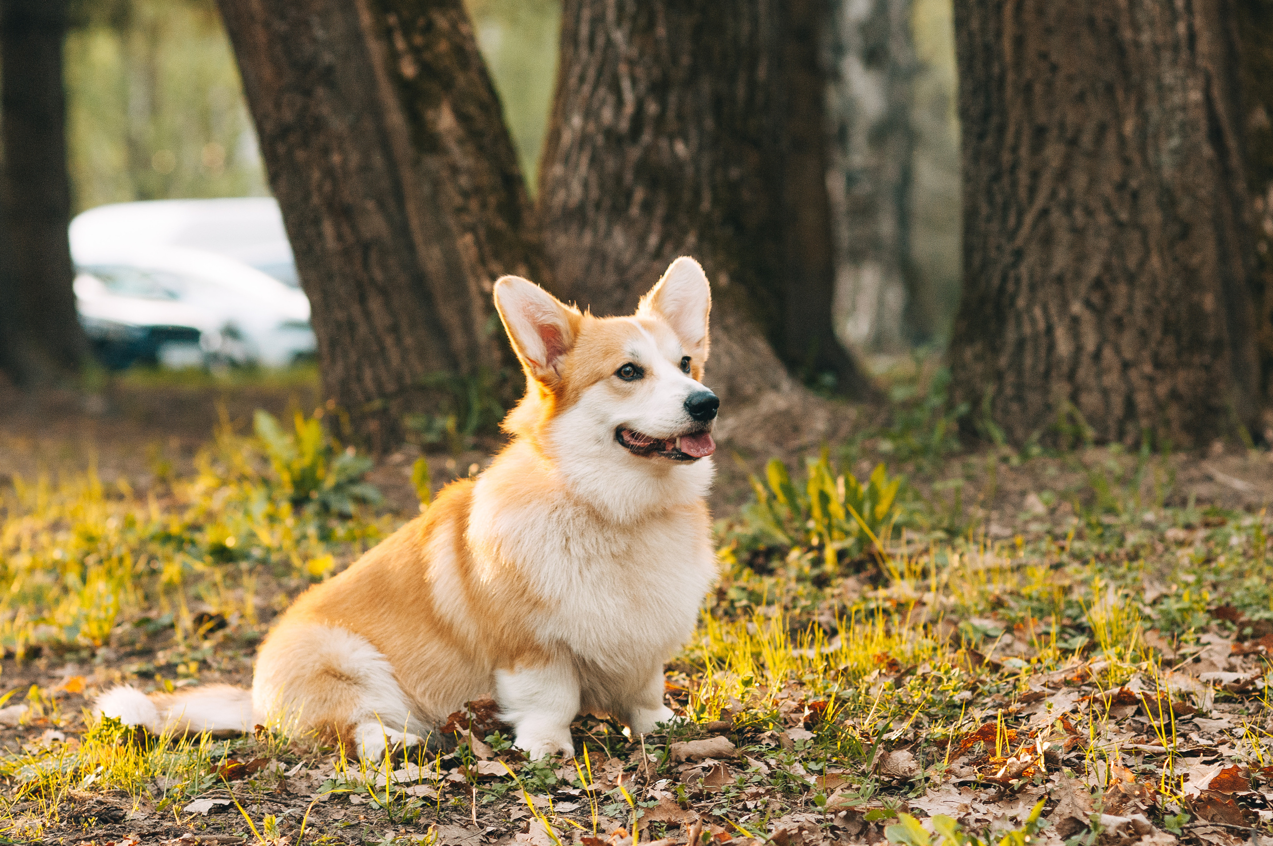 Прогулочная съёмка для Елены и Барни. Свадебный и семейный фотограф г. Ярославль Савинская Анастасия