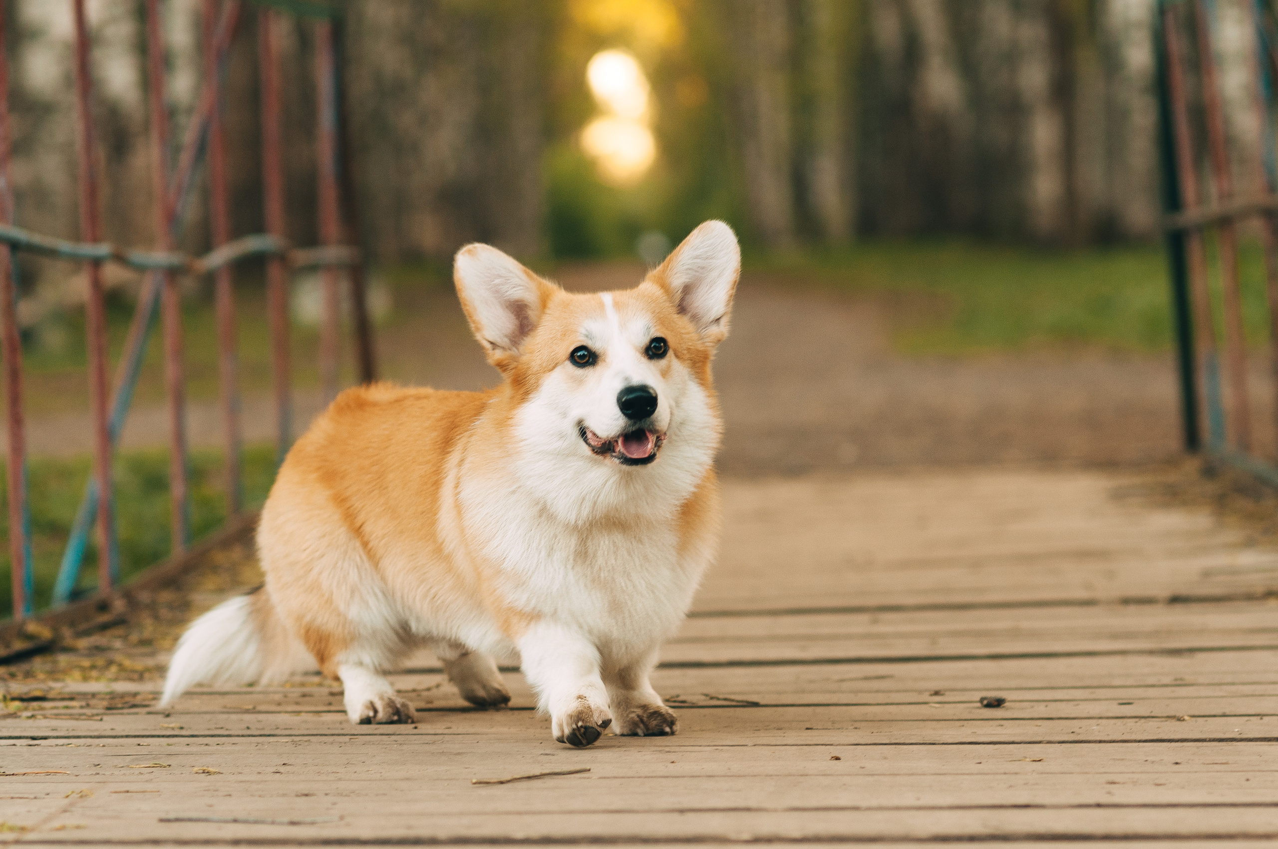 Прогулочная съёмка для Елены и Барни. Свадебный и семейный фотограф г. Ярославль Савинская Анастасия