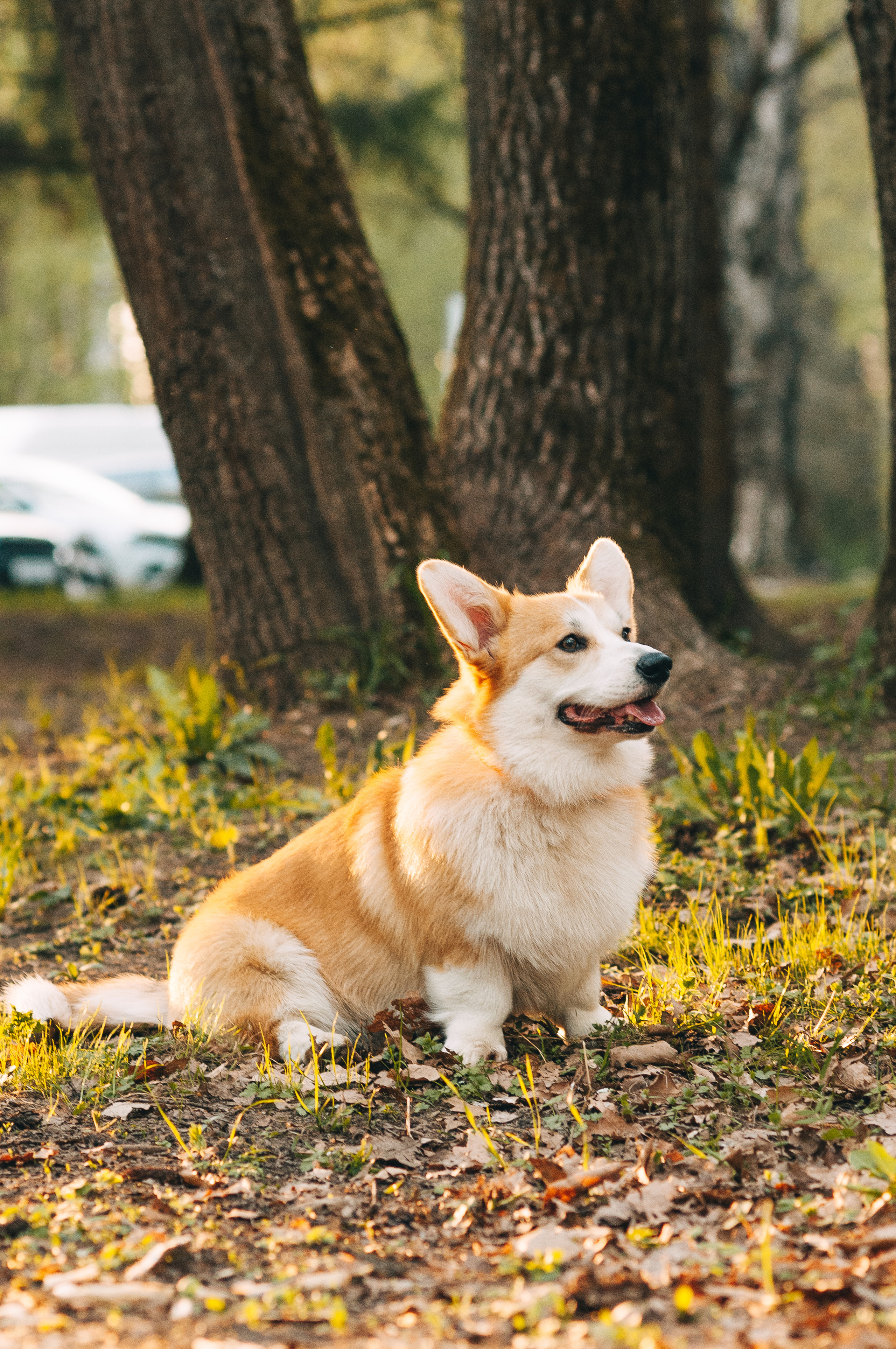 Прогулочная съёмка для Елены и Барни. Свадебный и семейный фотограф г. Ярославль Савинская Анастасия
