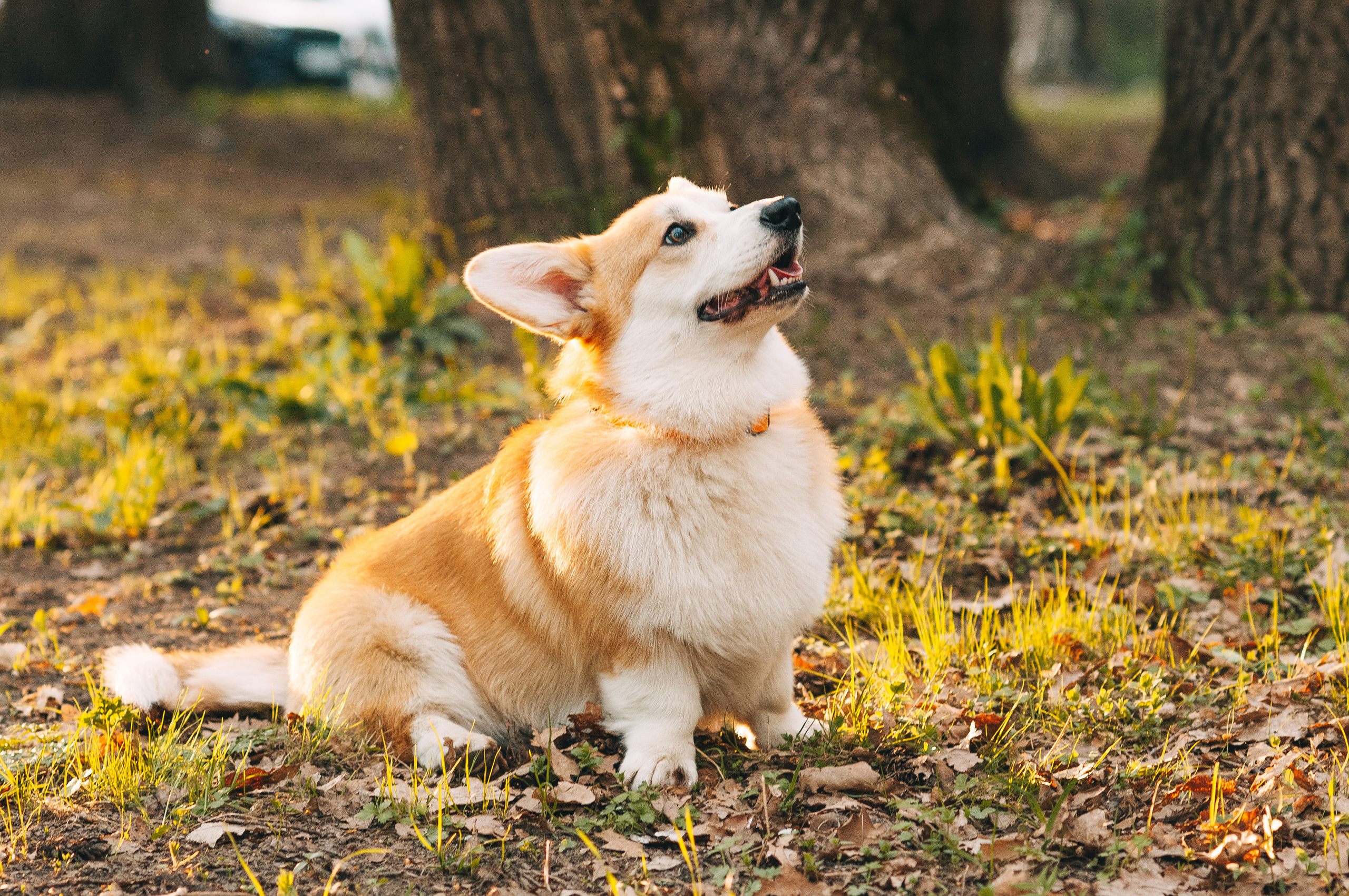 Прогулочная съёмка для Елены и Барни. Свадебный и семейный фотограф г. Ярославль Савинская Анастасия