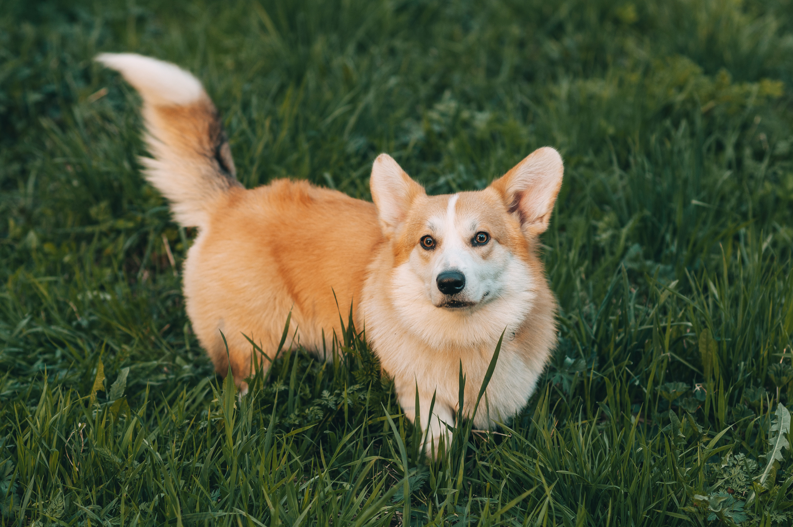 Прогулочная съёмка для Елены и Барни. Свадебный и семейный фотограф г. Ярославль Савинская Анастасия