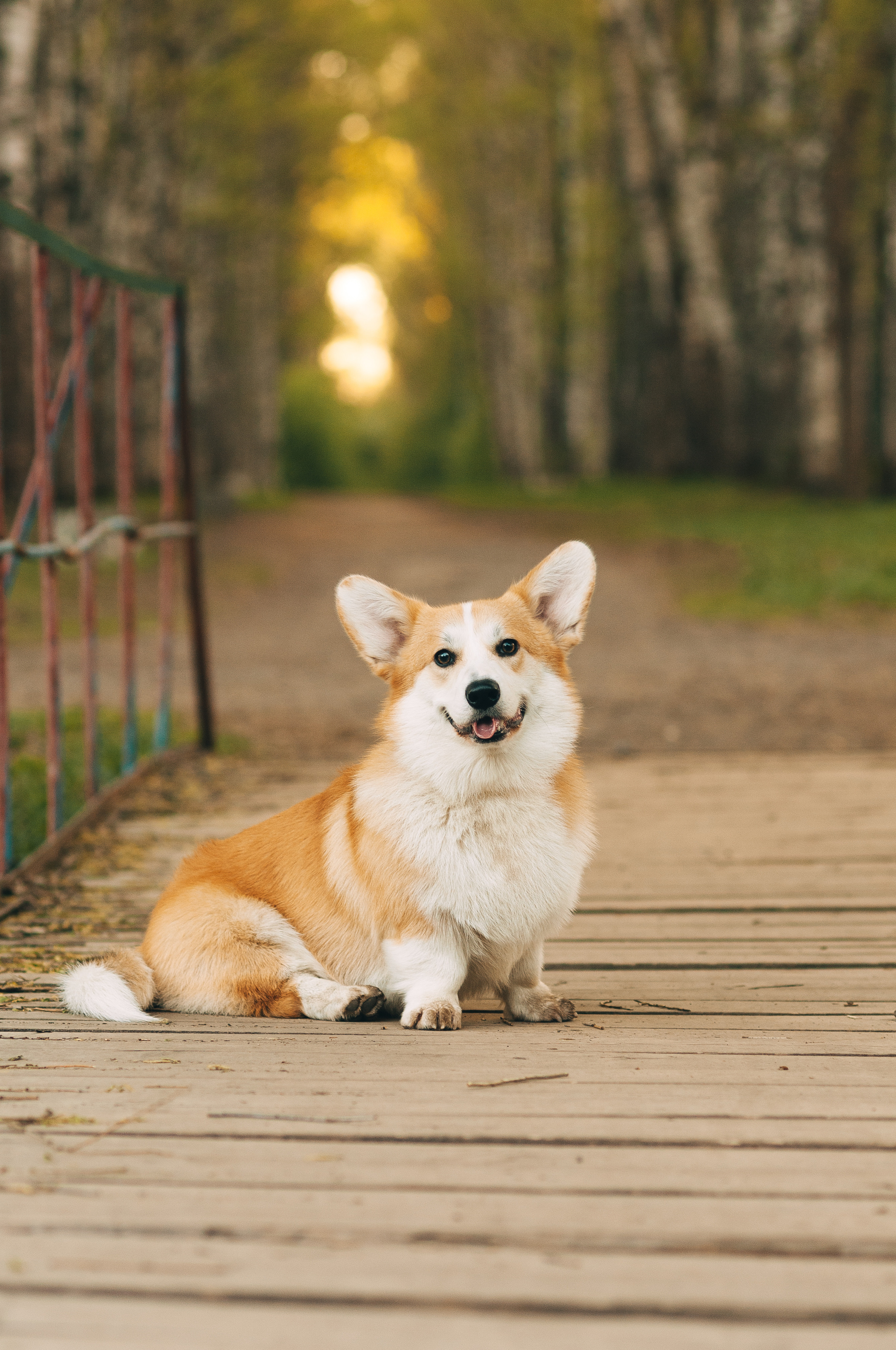 Прогулочная съёмка для Елены и Барни. Свадебный и семейный фотограф г. Ярославль Савинская Анастасия