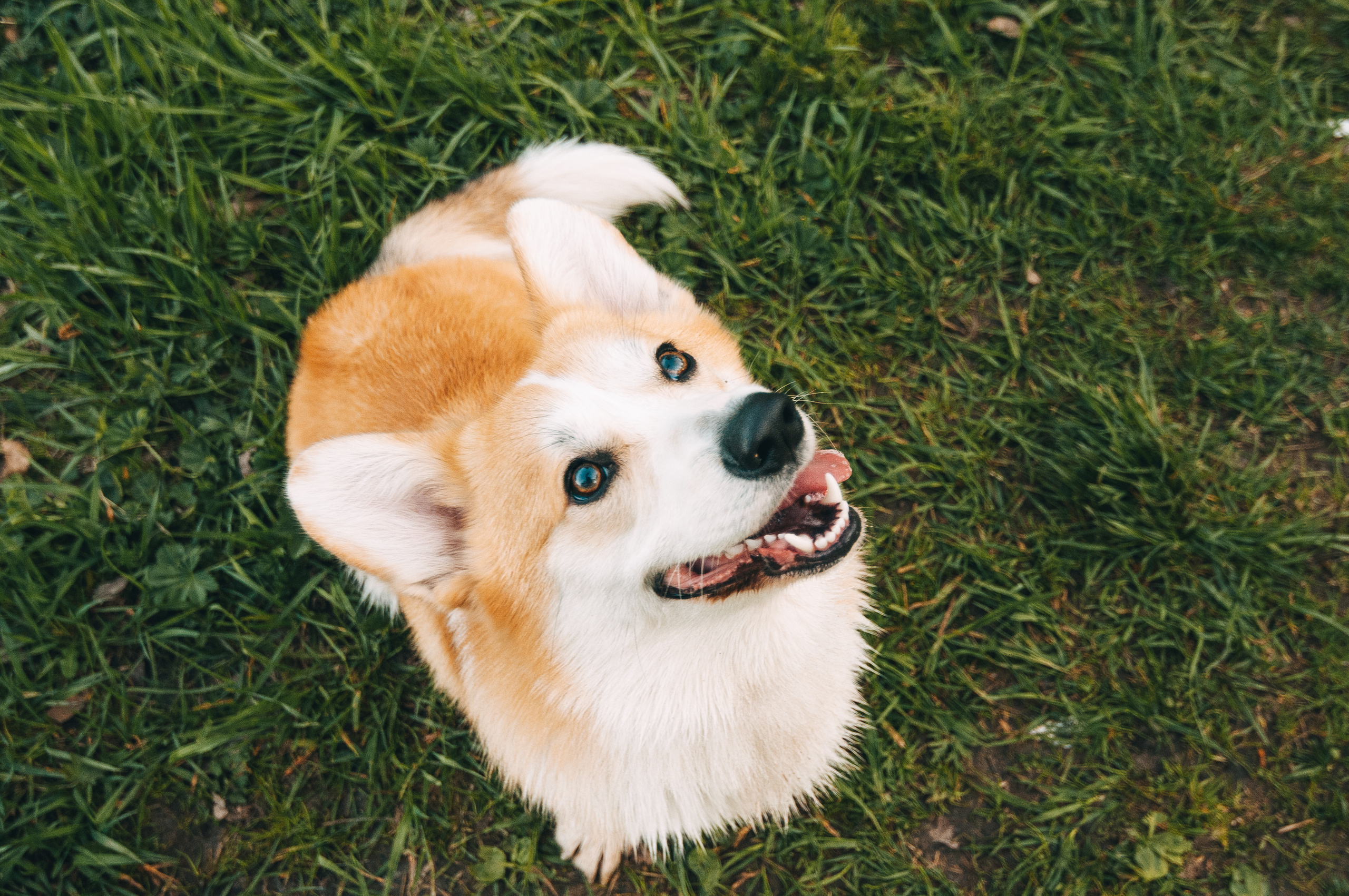 Прогулочная съёмка для Елены и Барни. Свадебный и семейный фотограф г. Ярославль Савинская Анастасия