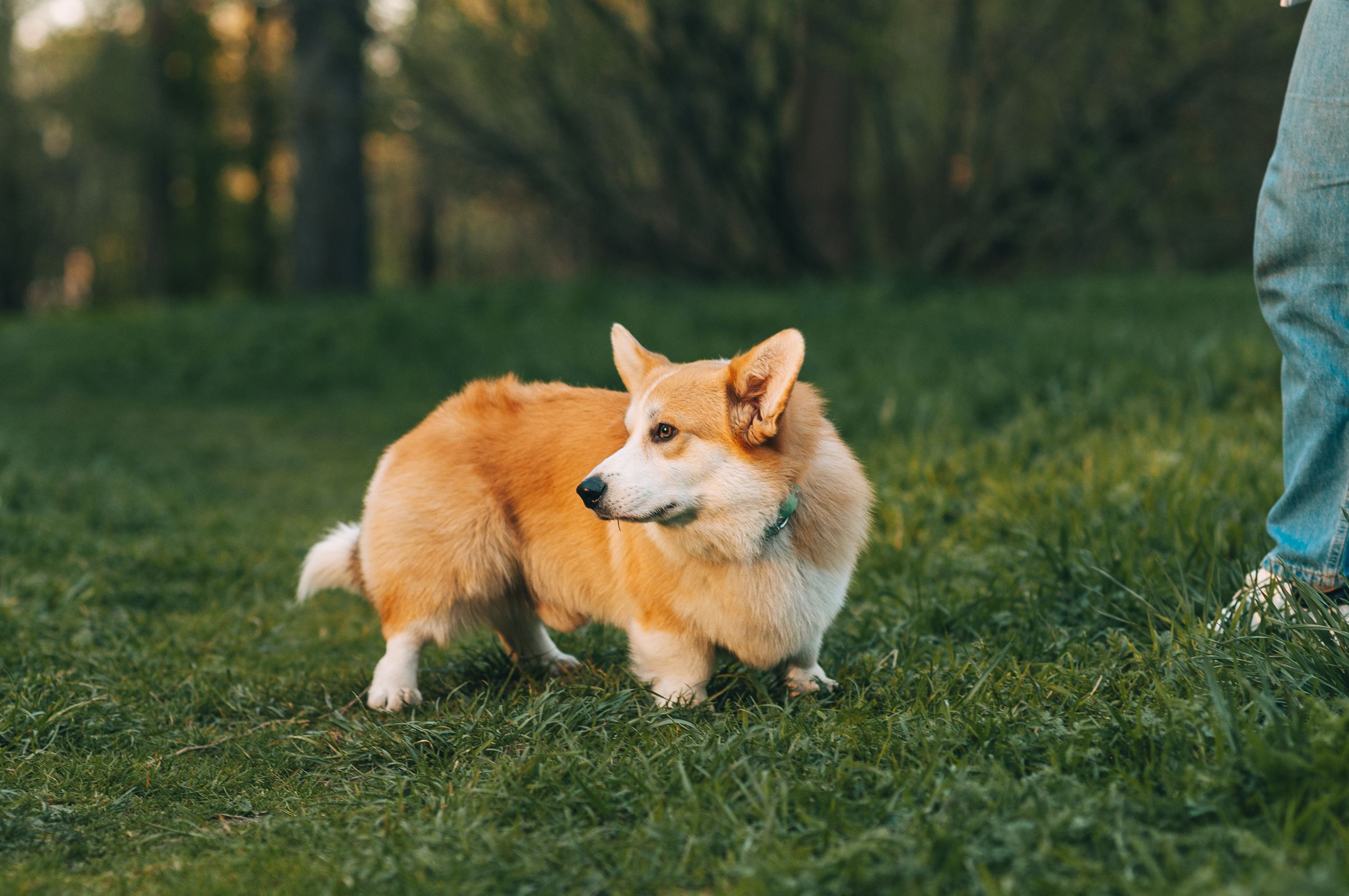 Прогулочная съёмка для Елены и Барни. Свадебный и семейный фотограф г. Ярославль Савинская Анастасия