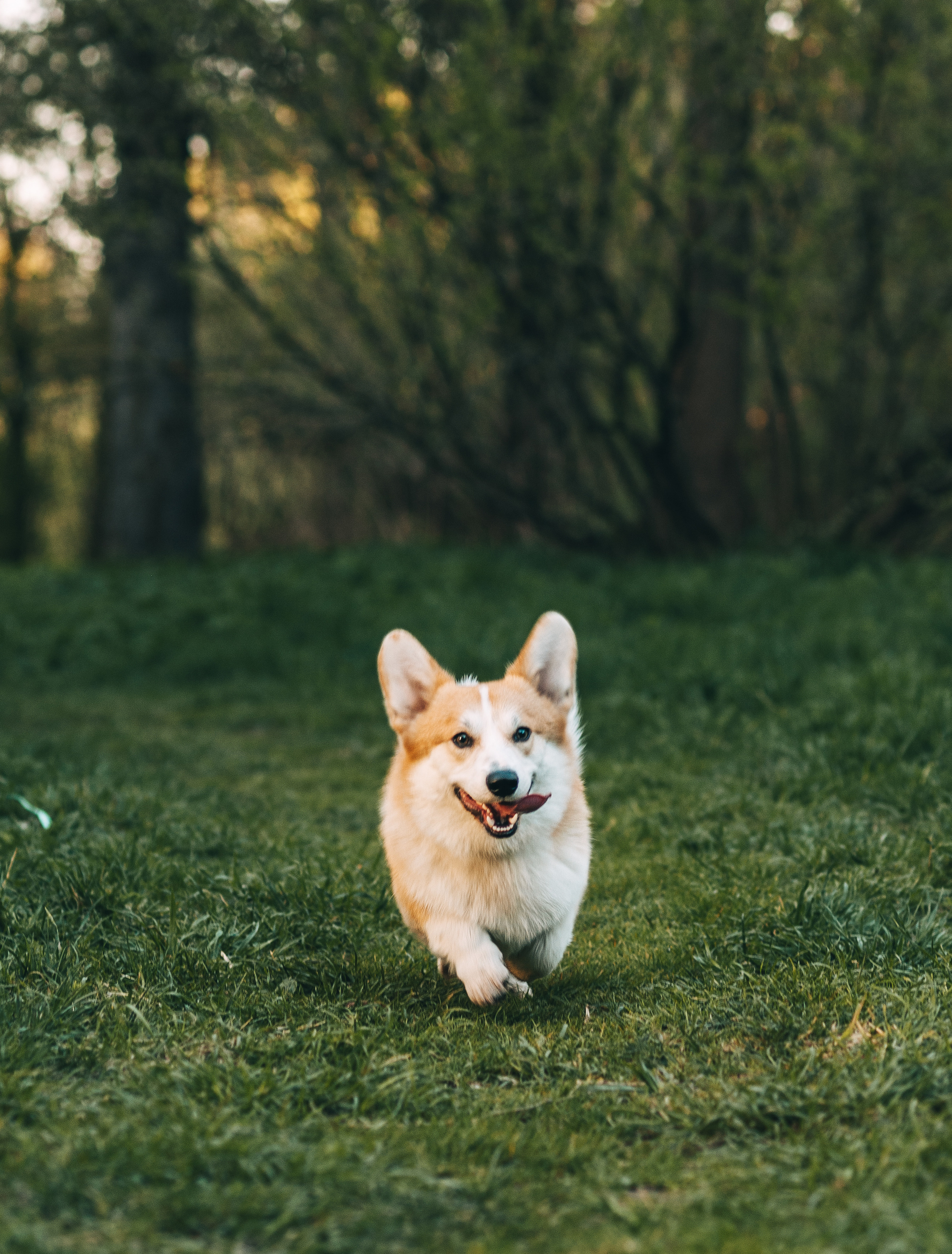 Прогулочная съёмка для Елены и Барни. Свадебный и семейный фотограф г. Ярославль Савинская Анастасия