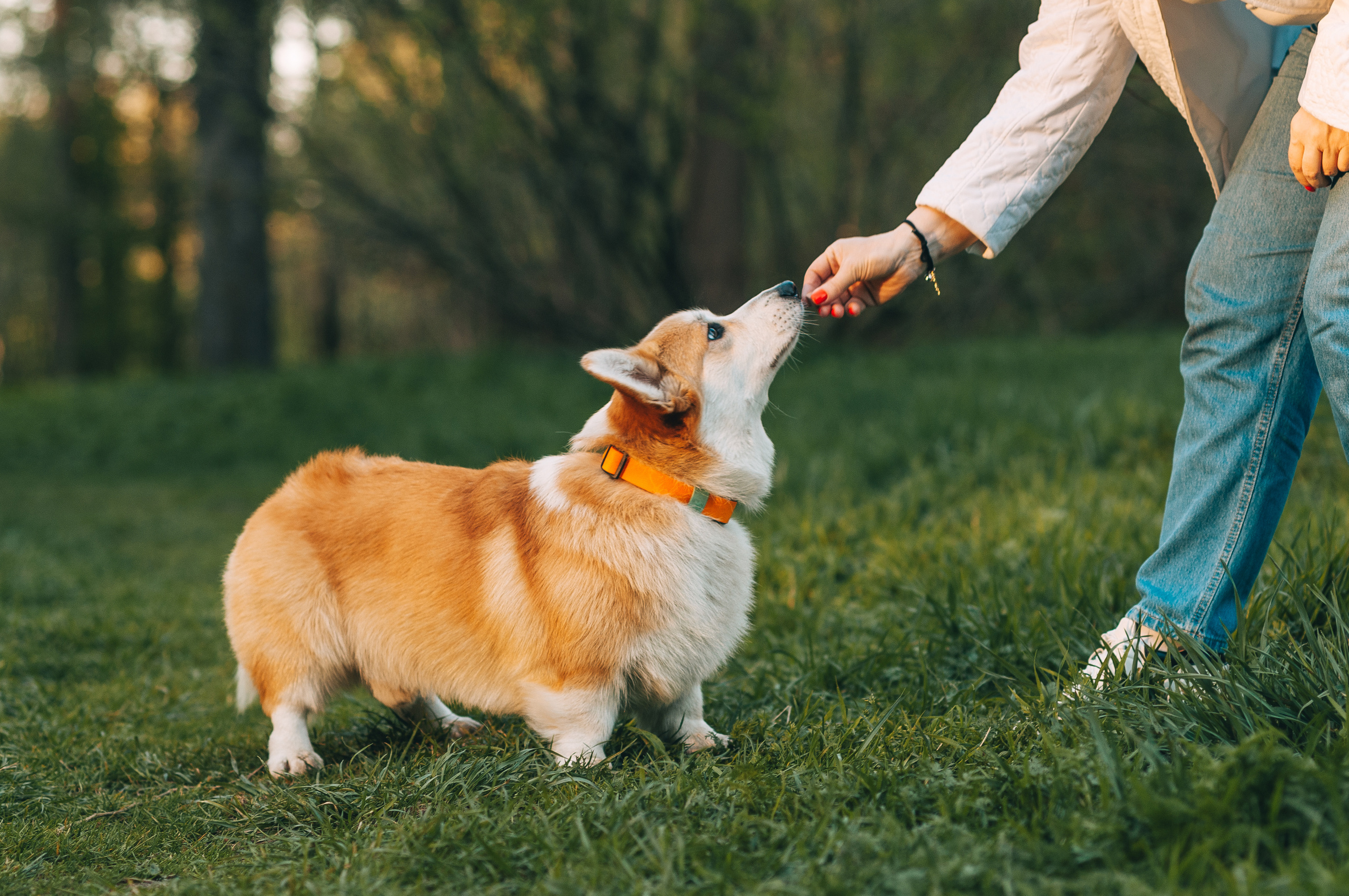 Прогулочная съёмка для Елены и Барни. Свадебный и семейный фотограф г. Ярославль Савинская Анастасия