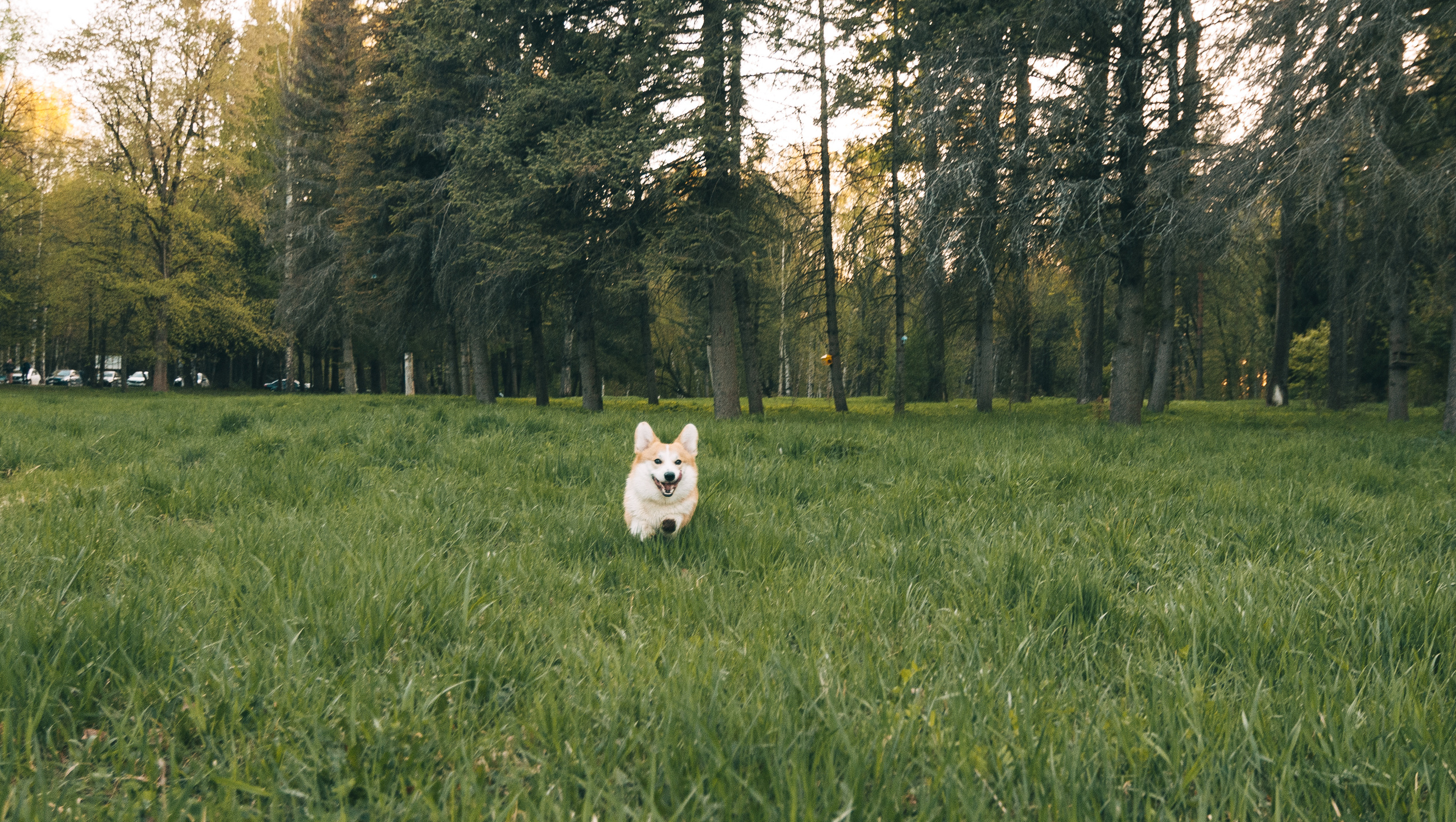 Прогулочная съёмка для Елены и Барни. Свадебный и семейный фотограф г. Ярославль Савинская Анастасия