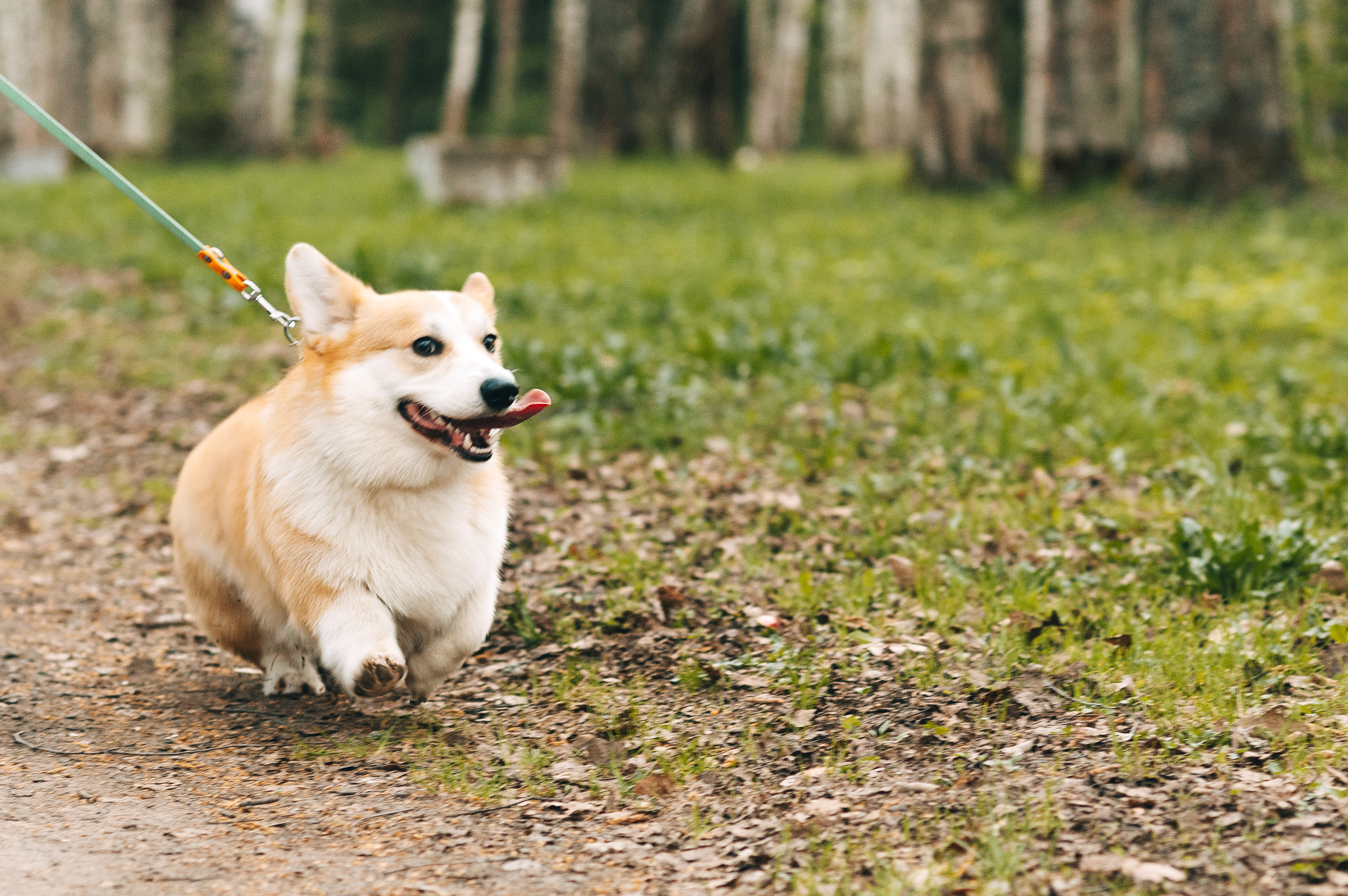 Прогулочная съёмка для Елены и Барни. Свадебный и семейный фотограф г. Ярославль Савинская Анастасия