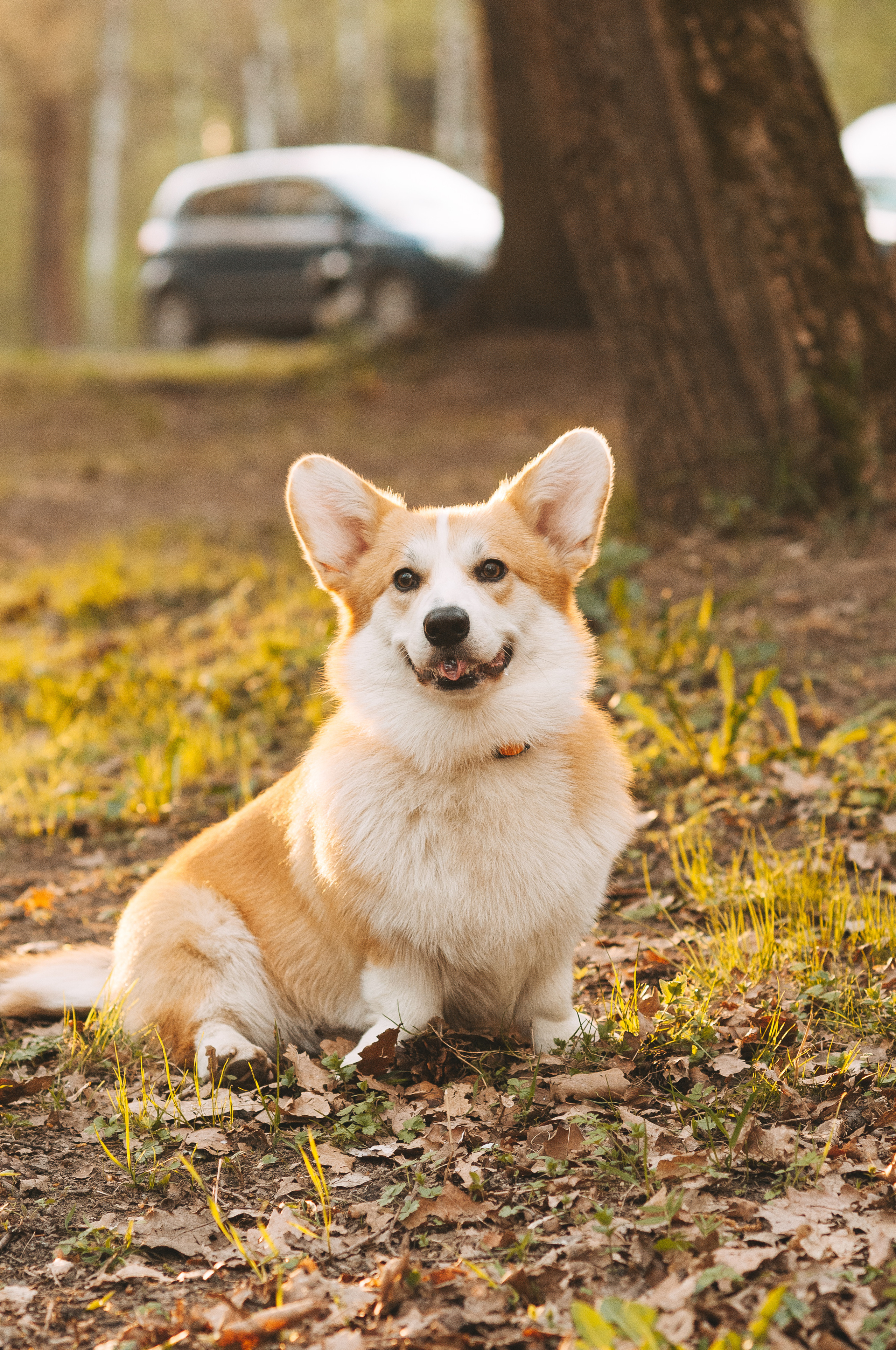 Прогулочная съёмка для Елены и Барни. Свадебный и семейный фотограф г. Ярославль Савинская Анастасия
