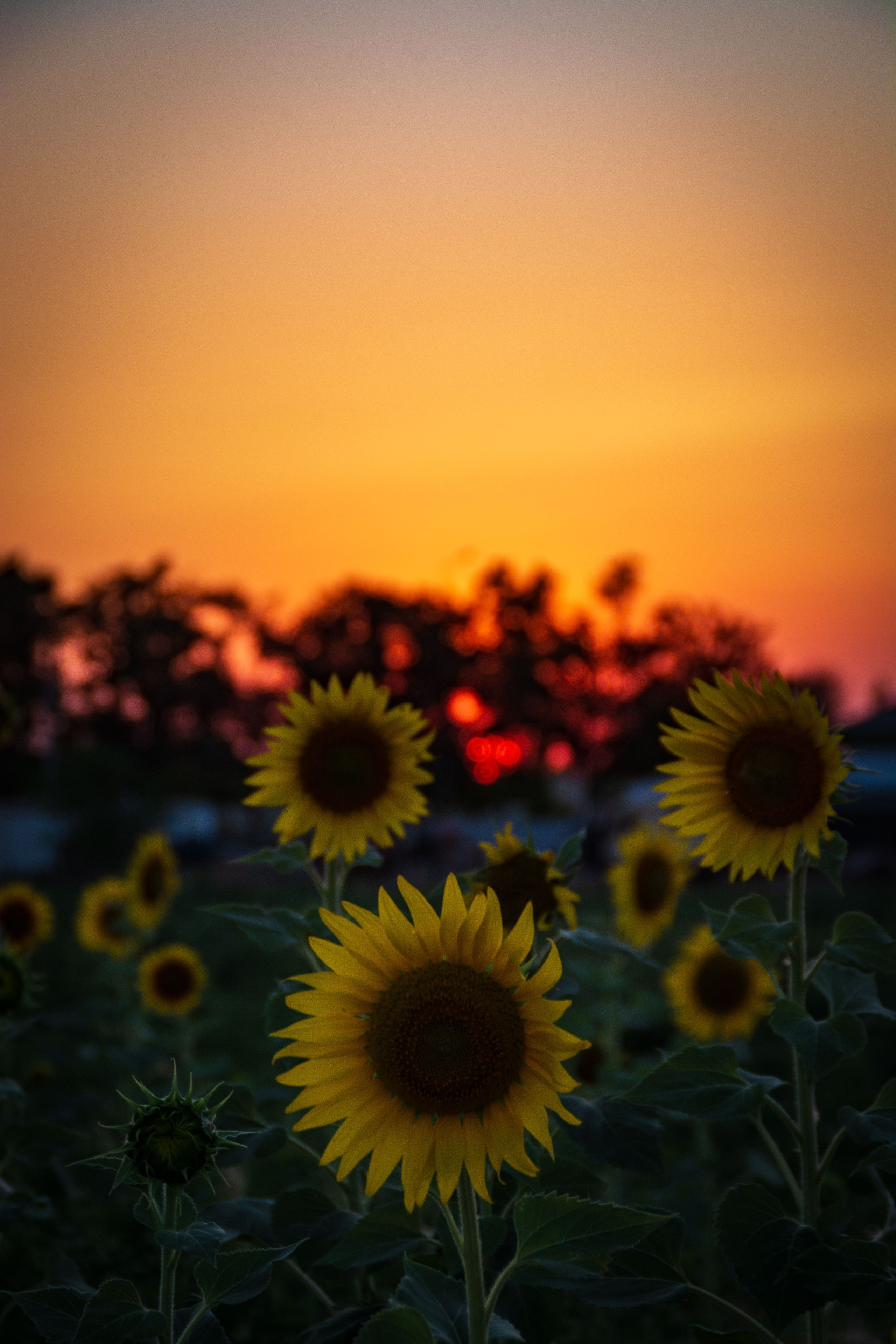 Подсолнухи. Елена Волкова семейный фотограф в станице Гостагаевской города-курорта Анапа