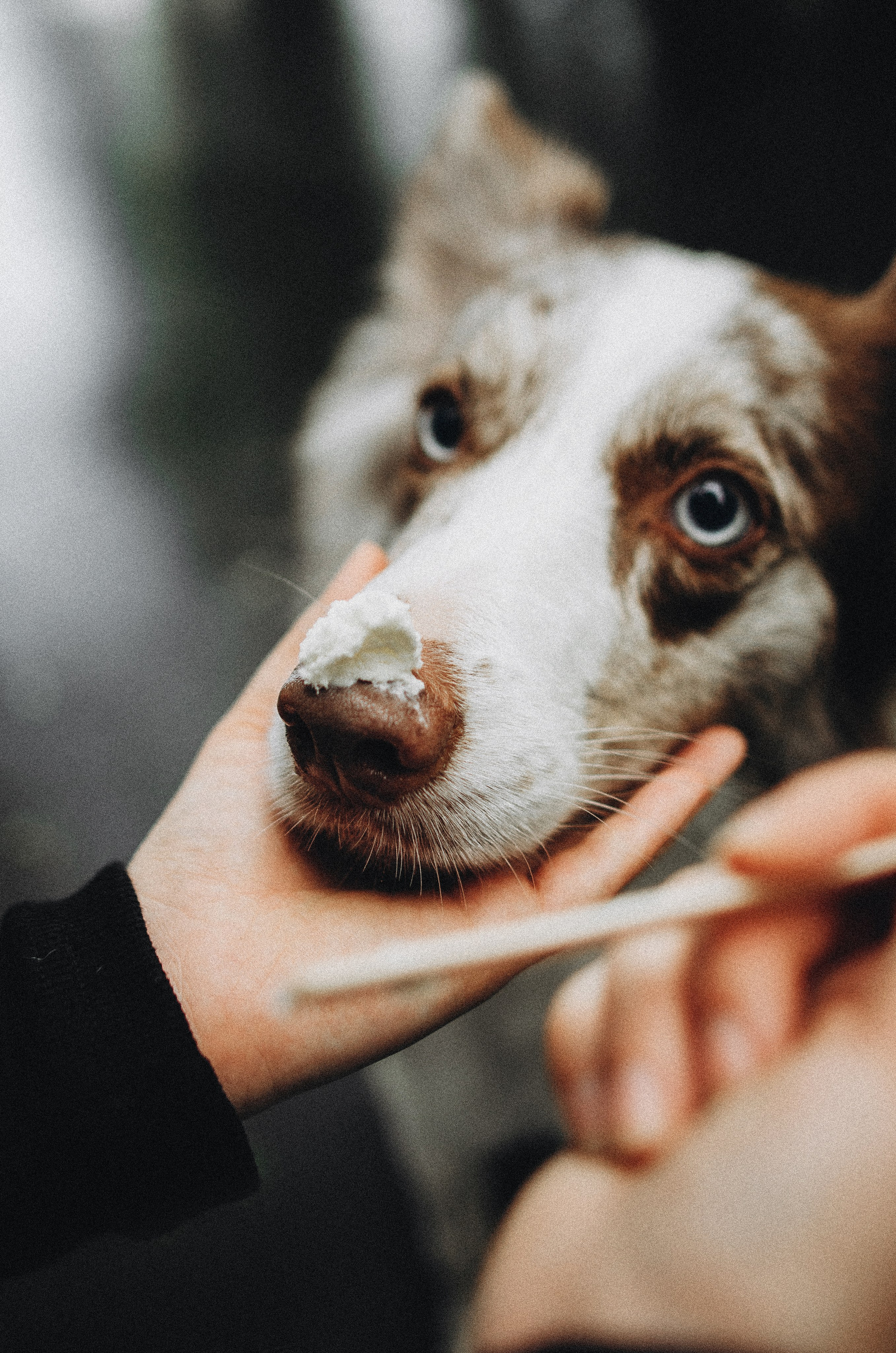 Алина и Бруна. Фотограф-анималист Богданова Полина